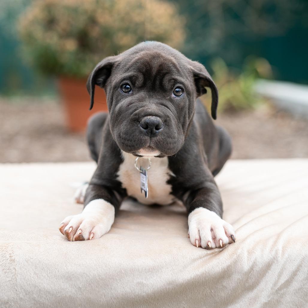 Enlarge Burpee, a Adoptable Pit Bull Terrier in Wake Forest, NC image 2/6