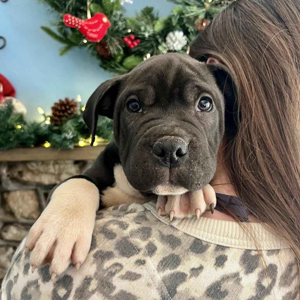 Enlarge Burpee, a Adoptable Pit Bull Terrier in Wake Forest, NC image 3/6