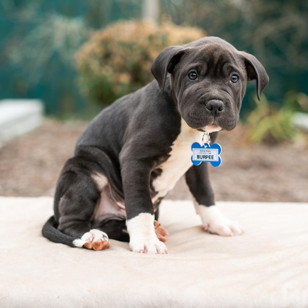 Enlarge Burpee, a Adoptable Pit Bull Terrier in Wake Forest, NC image 4/6