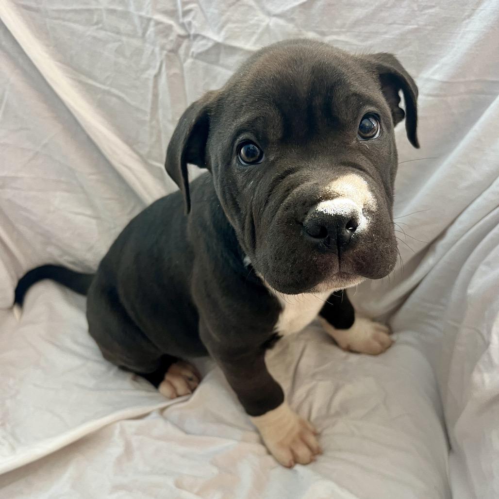 Enlarge Burpee, a Adoptable Pit Bull Terrier in Wake Forest, NC image 6/6