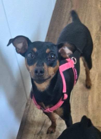 Willow, a ADOPTABLE Miniature Pinscher in Kemble, ON image 1/2