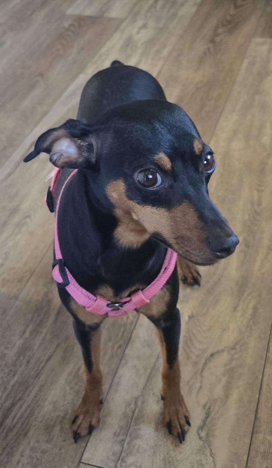 Willow, a ADOPTABLE Miniature Pinscher in Kemble, ON image 2/2