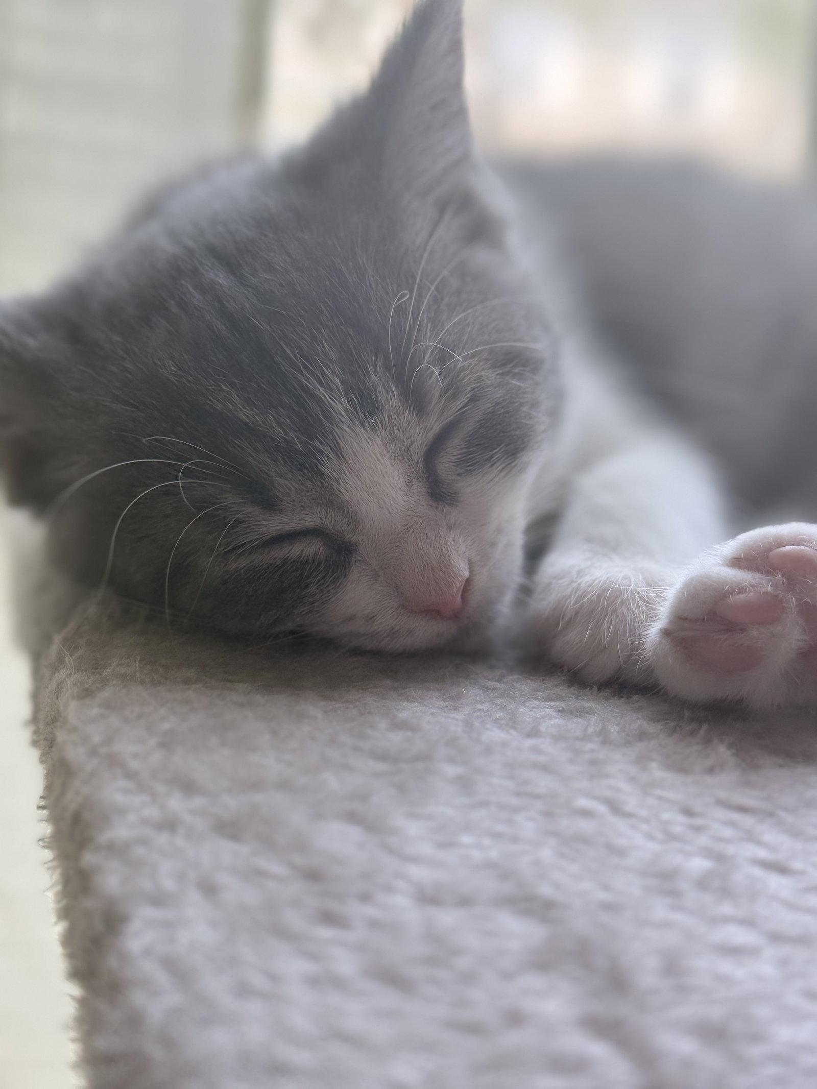 Kitten Putty, Adopted, Kitten Female Domestic Short Hair.