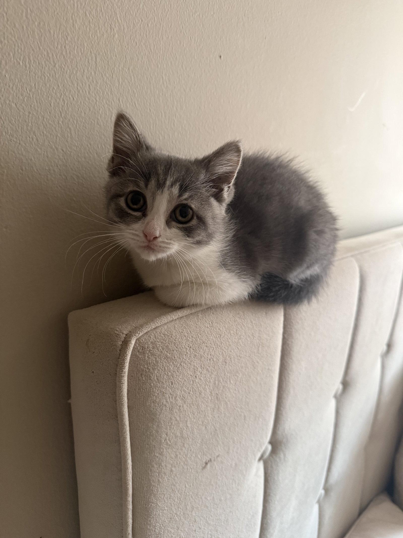 Kitten Putty, a Adopted Domestic Short Hair in Cuyahoga Falls, OH image 2/3