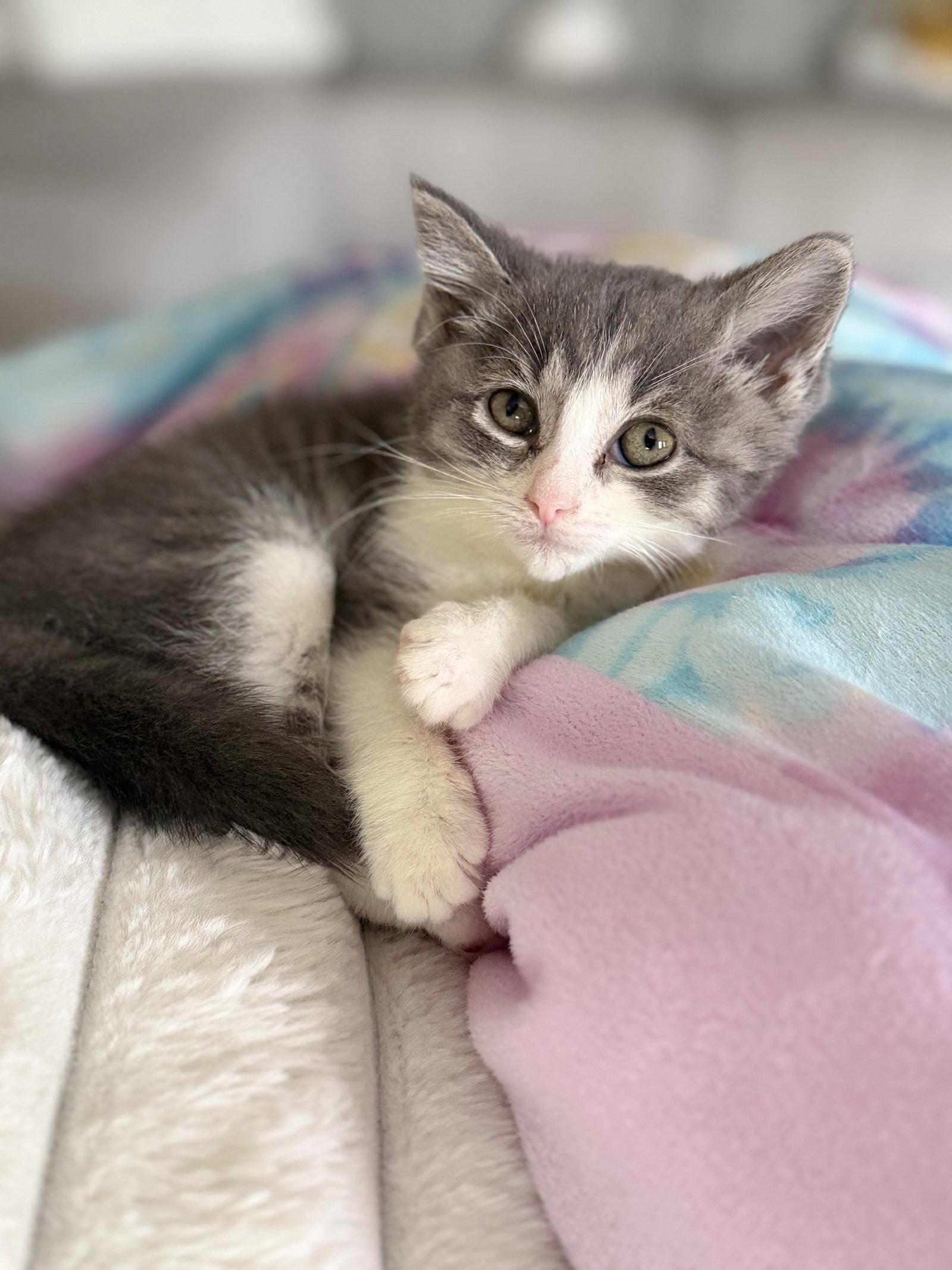 Kitten Putty, a Adopted Domestic Short Hair in Cuyahoga Falls, OH image 3/3