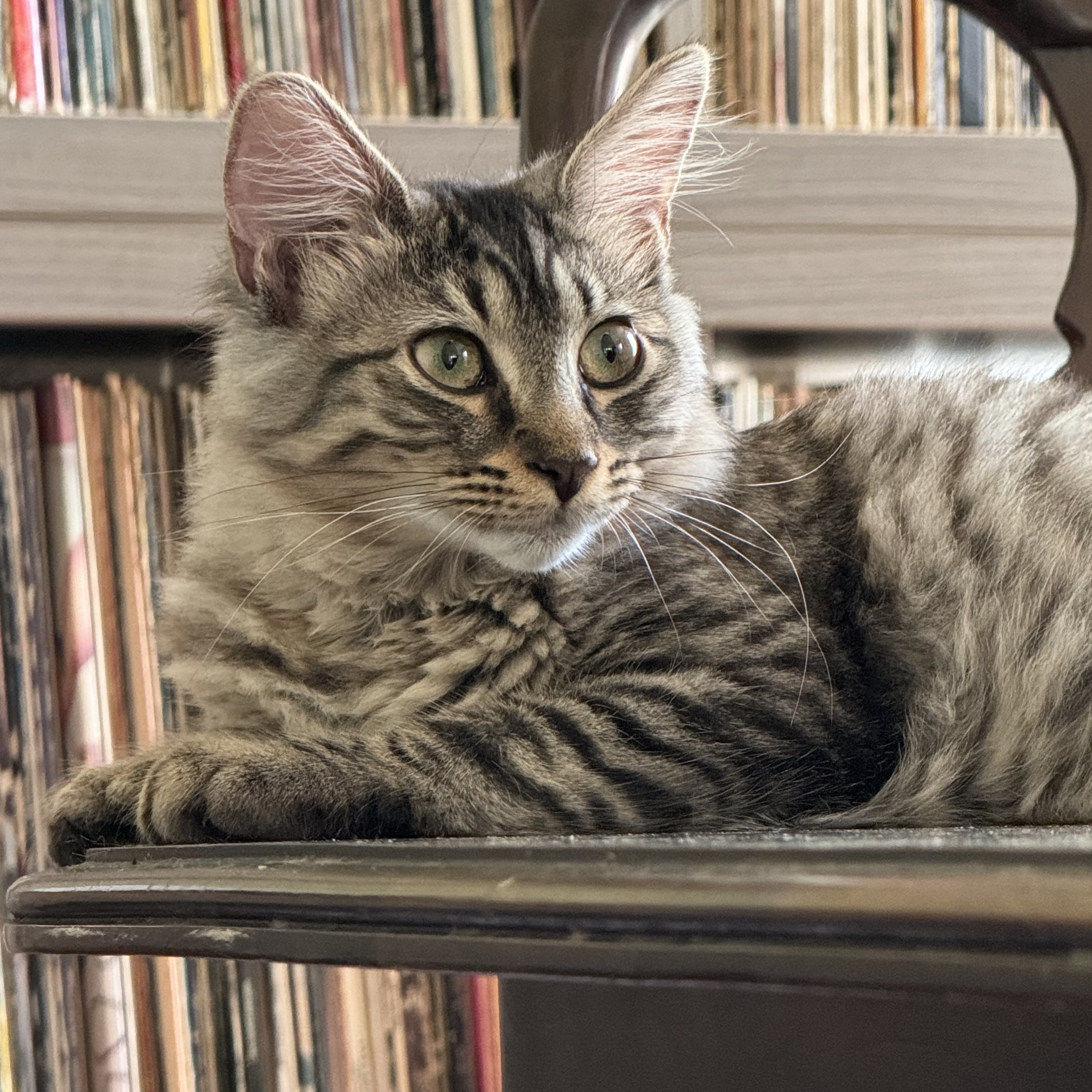 Taylor (and Selena), adopted, Kitten Female Domestic Long Hair & Maine Coon.