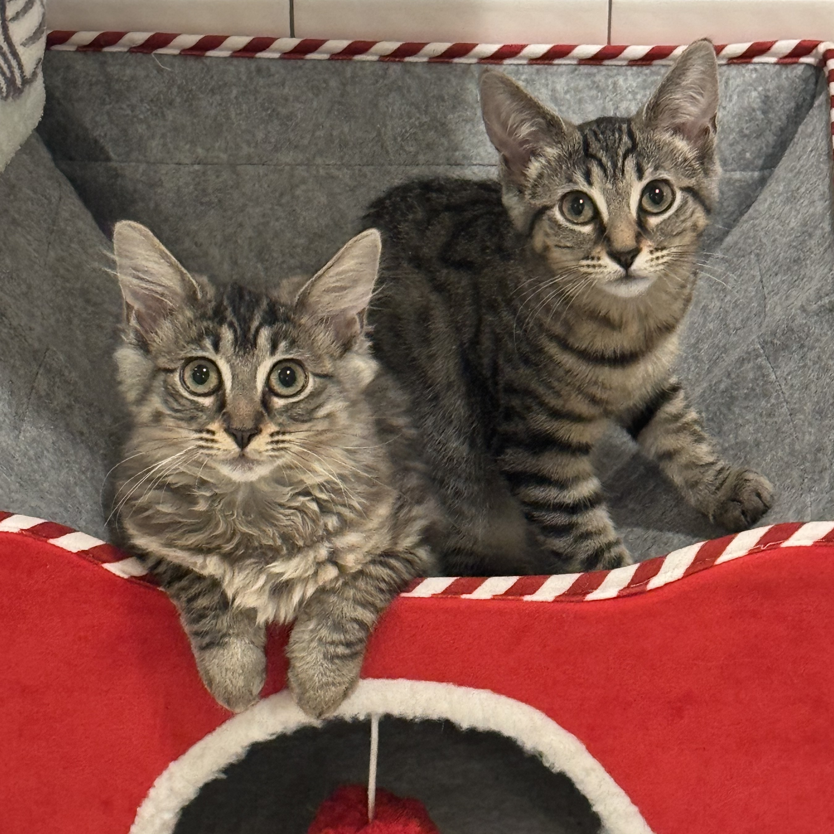 Enlarge Taylor (and Selena), an adopted mixed breed in Norfolk, VA image 2/6