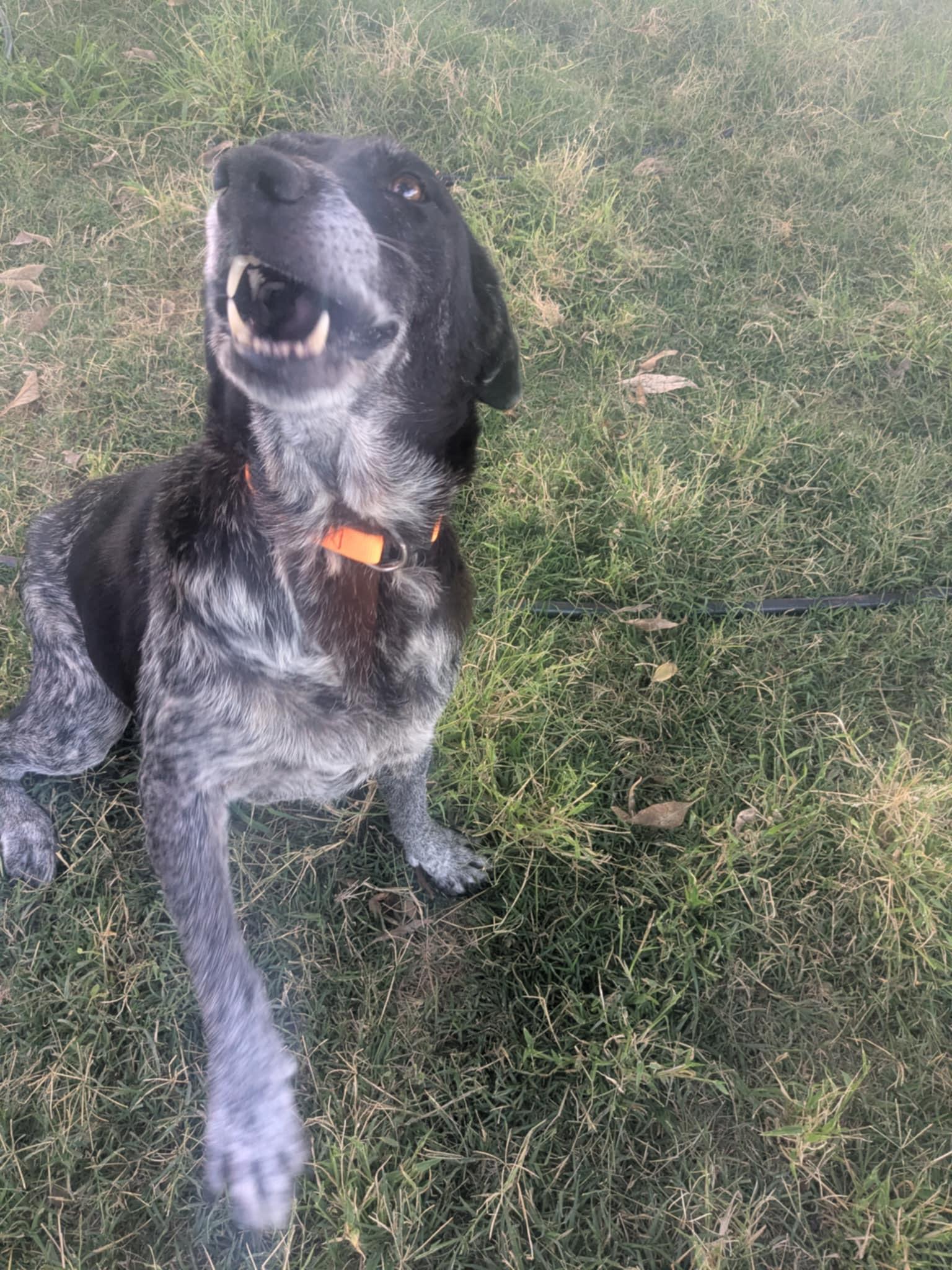 Suzie, a Adopted mixed breed in Coarsegold, CA image 1/4