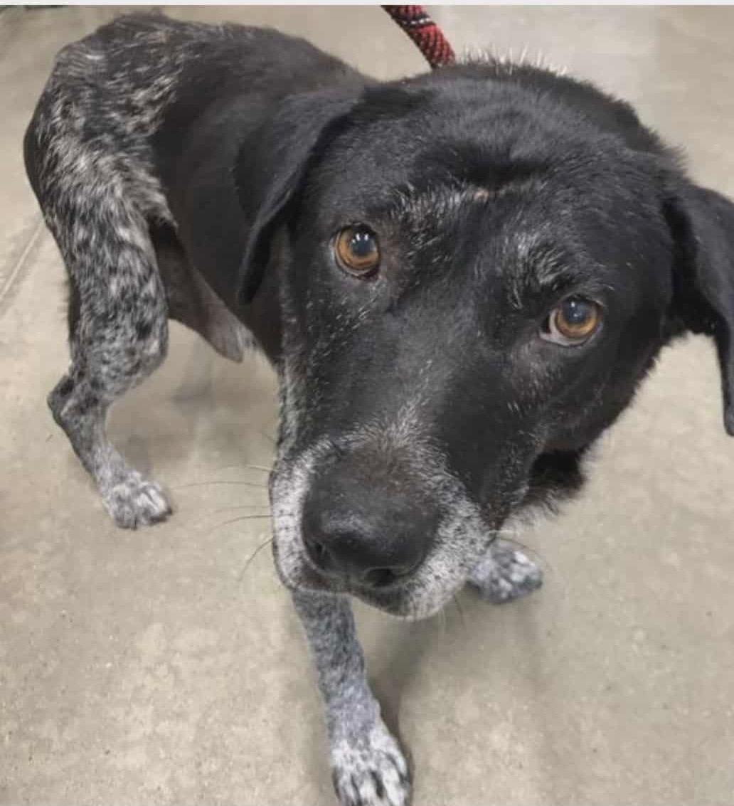 Suzie, a Adopted mixed breed in Coarsegold, CA image 2/4