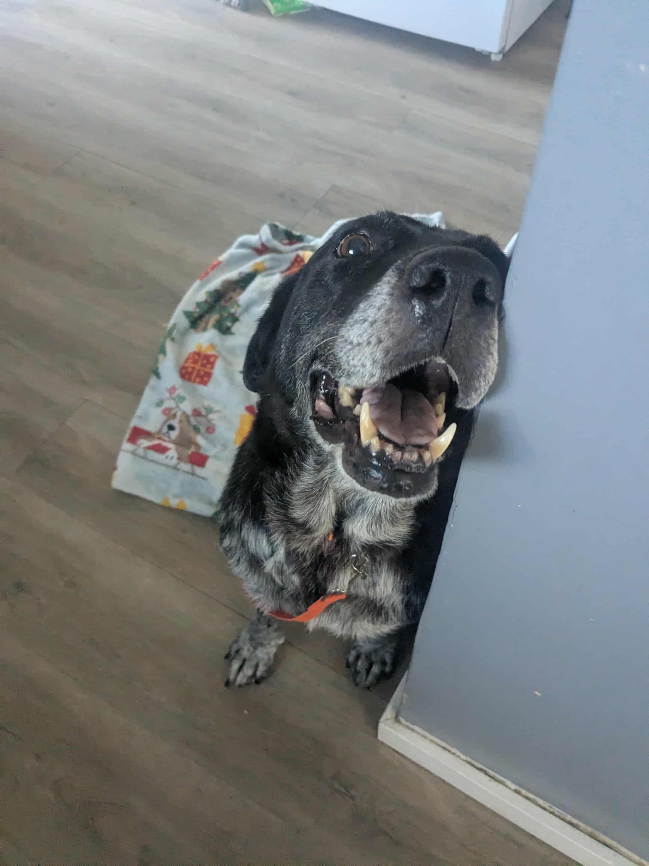 Suzie, a Adopted mixed breed in Coarsegold, CA image 3/4