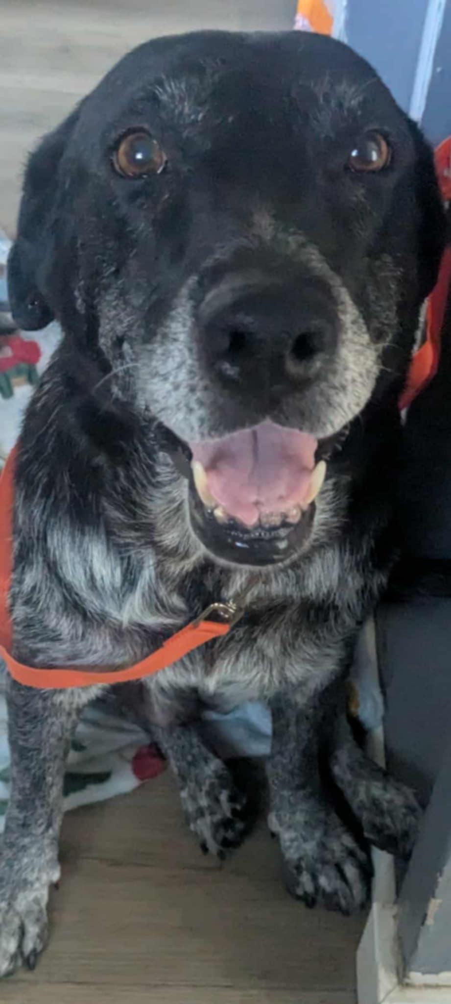 Suzie, a Adopted mixed breed in Coarsegold, CA image 4/4