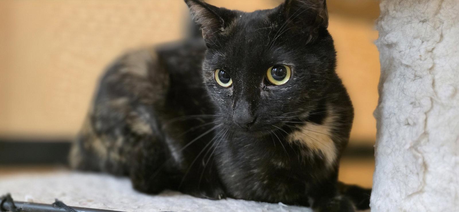 Hallie, a Adoptable Domestic Short Hair in Rowlett, TX image 1/3