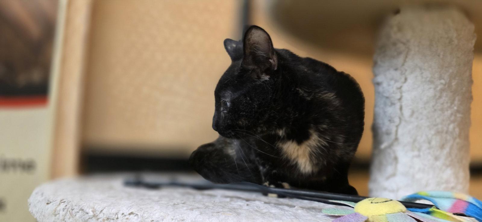 Hallie, a Adoptable Domestic Short Hair in Rowlett, TX image 2/3
