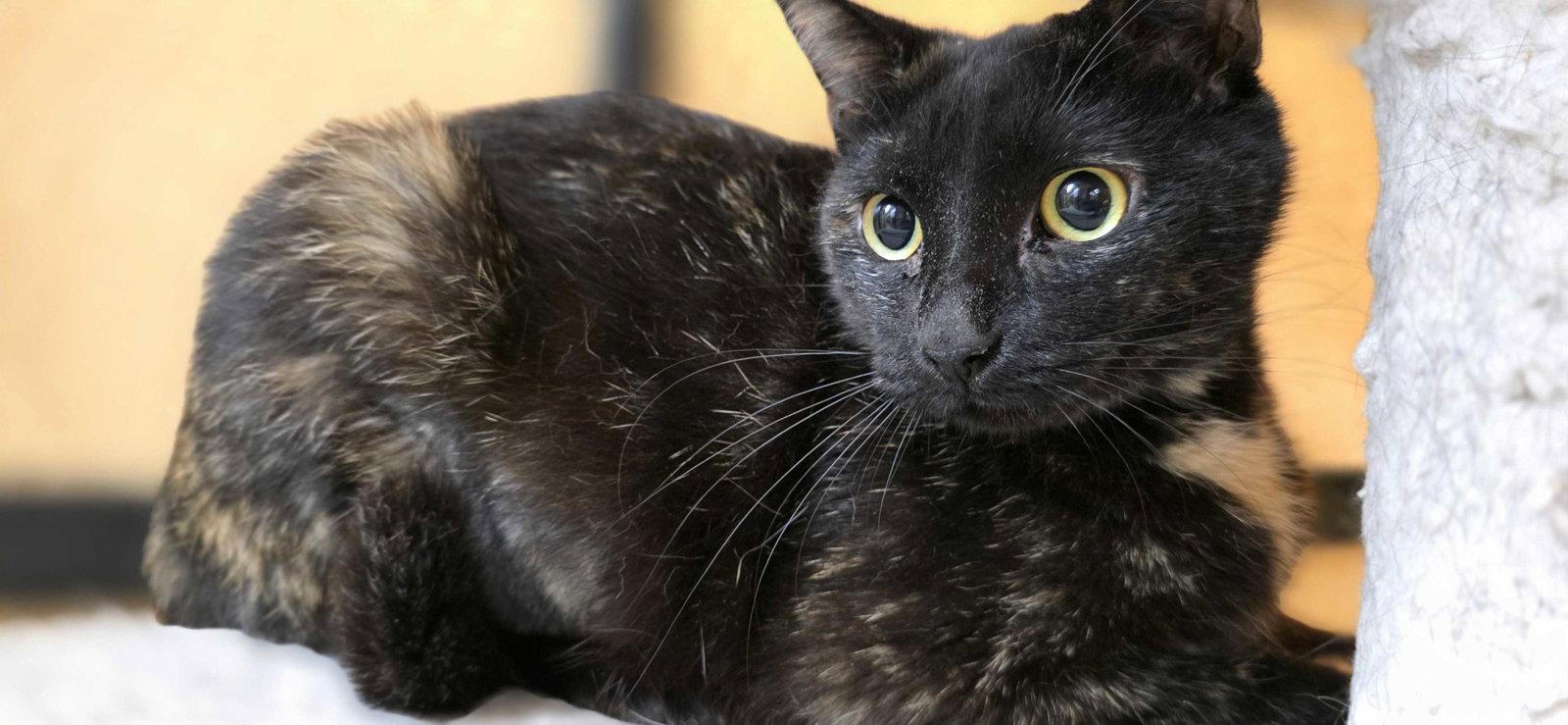Hallie, a Adoptable Domestic Short Hair in Rowlett, TX image 3/3