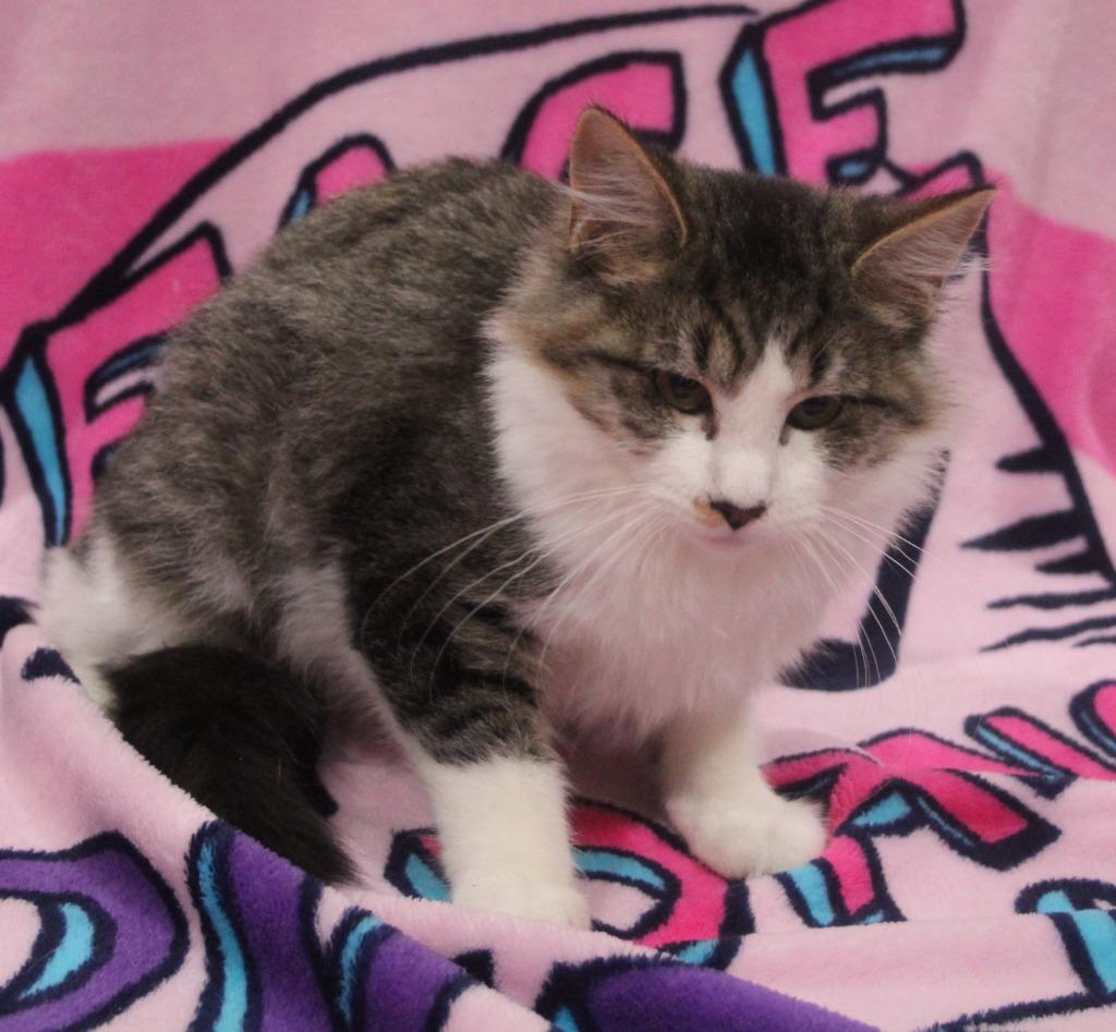 Enlarge Avery, a Adoptable mixed breed in Vacaville, CA image 1/1