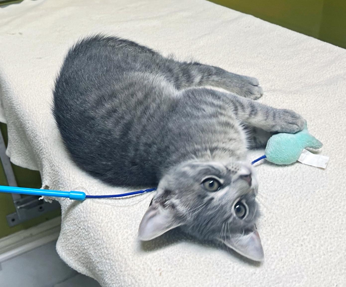 Enlarge Gazpacho, a Adoptable Domestic Short Hair in Columbia, KY image 1/4
