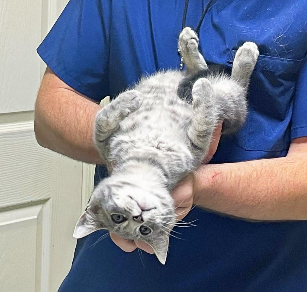 Gazpacho, Adoptable, Young Male Domestic Short Hair.