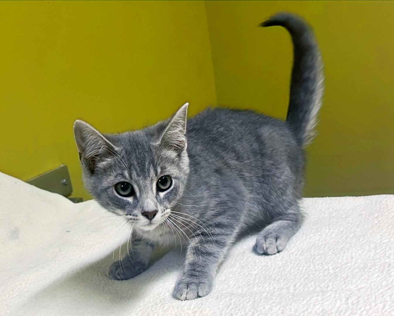 Enlarge Gazpacho, a Adoptable Domestic Short Hair in Columbia, KY image 3/4