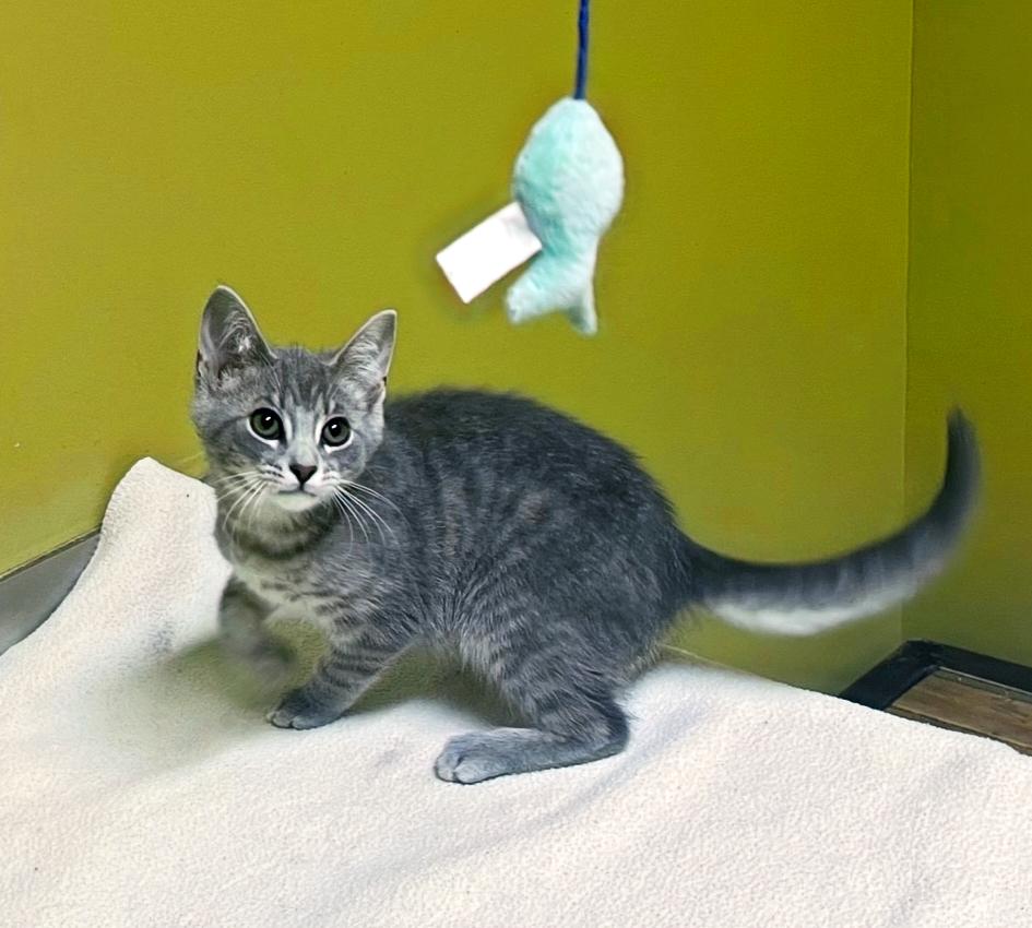 Enlarge Gazpacho, a Adoptable Domestic Short Hair in Columbia, KY image 4/4