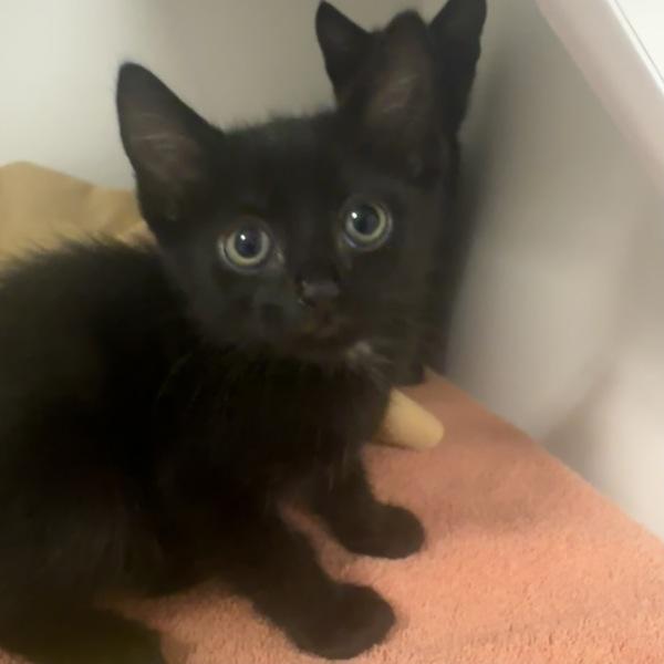 Deku, Adoptable, Kitten Male Domestic Short Hair.