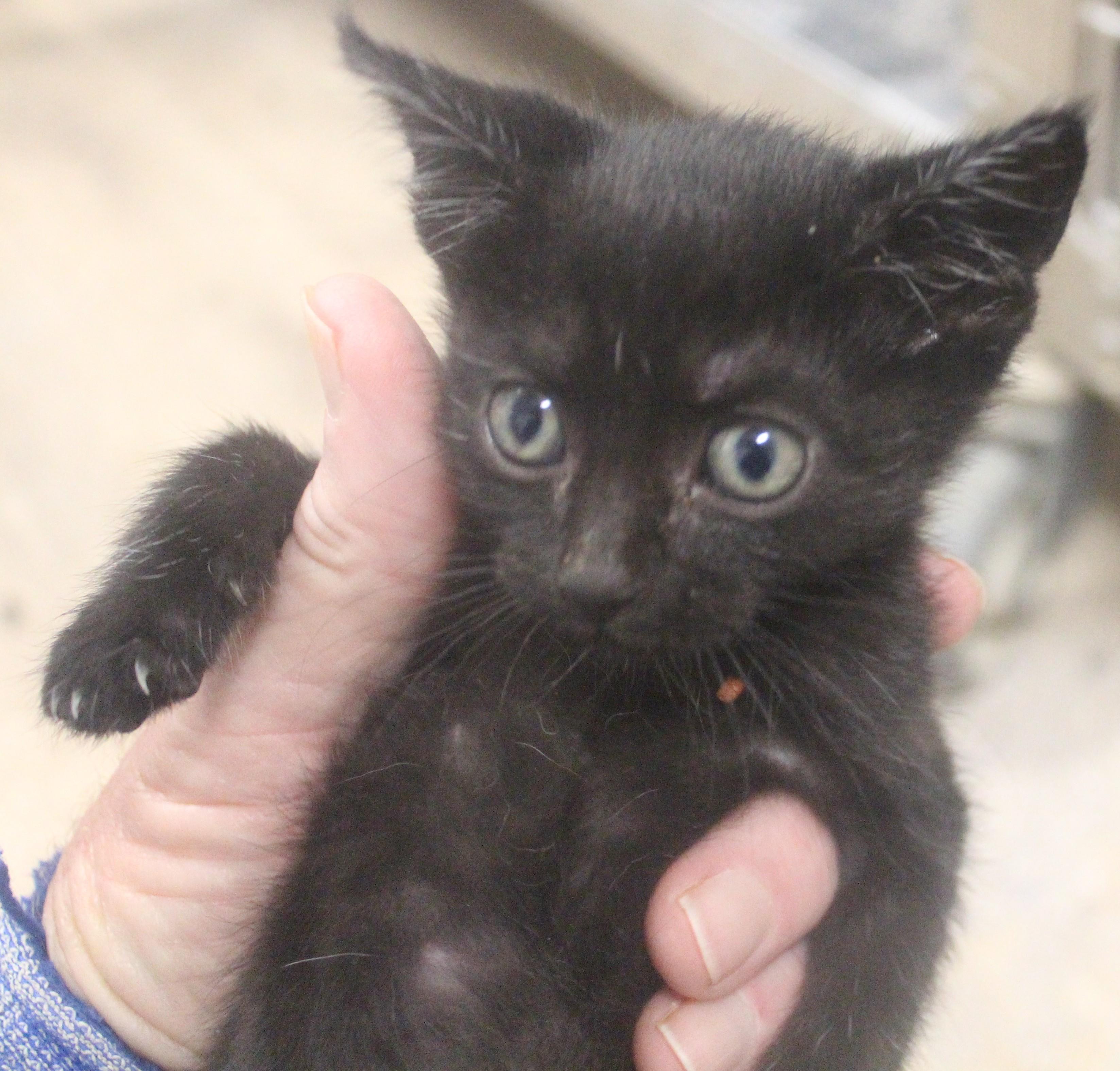 Enlarge Brook, a ADOPTABLE mixed breed in Wasco, CA image 1/1