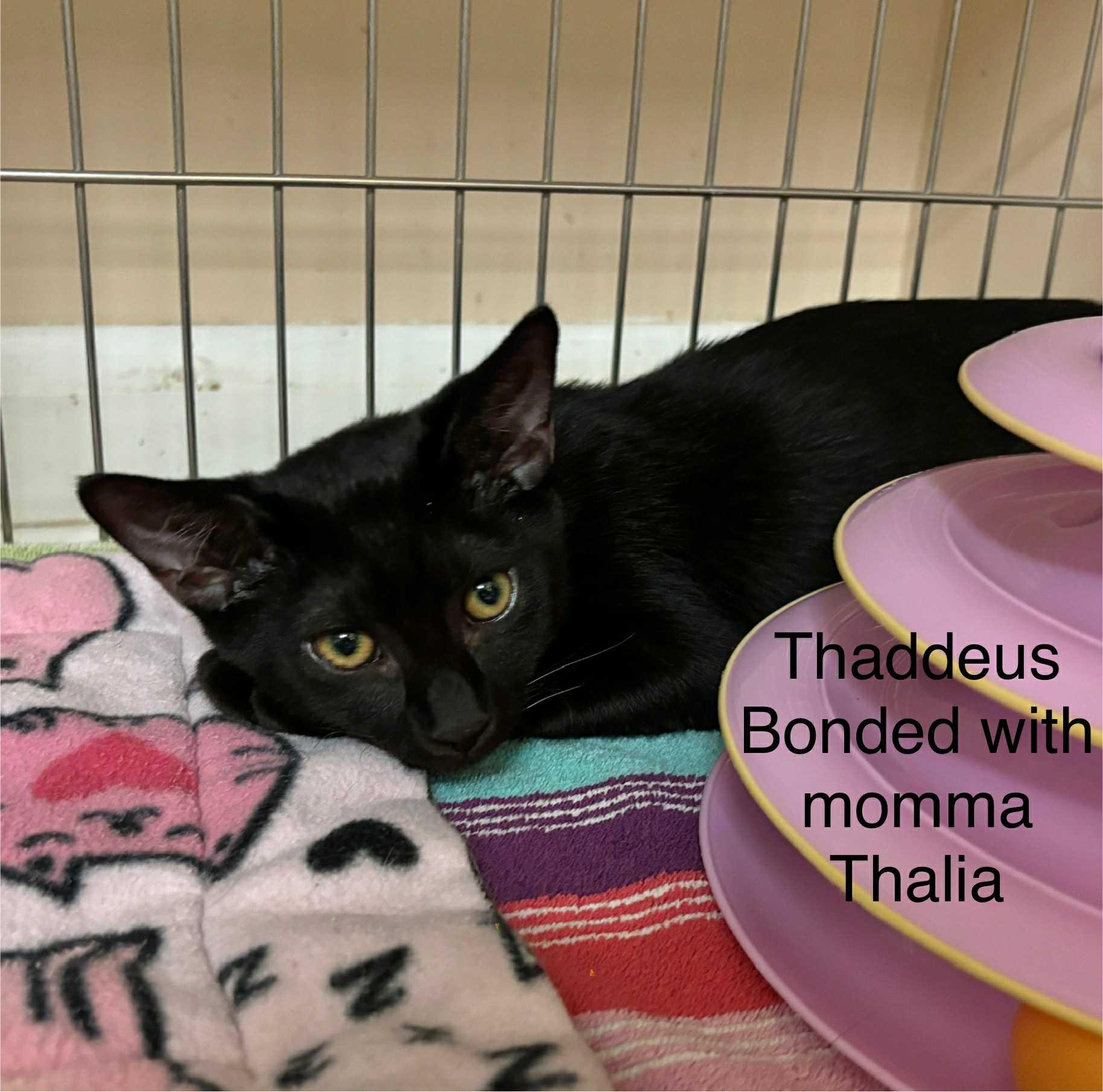 Thalia and Thaddeus Mom & son, Adoptable, Adult Female Domestic Short Hair.