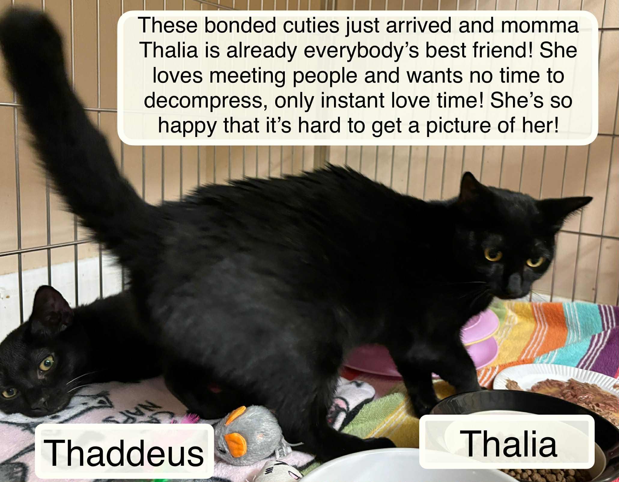Thalia and Thaddeus Mom & son, a Adoptable Domestic Short Hair in Ellicott City, MD image 2/3