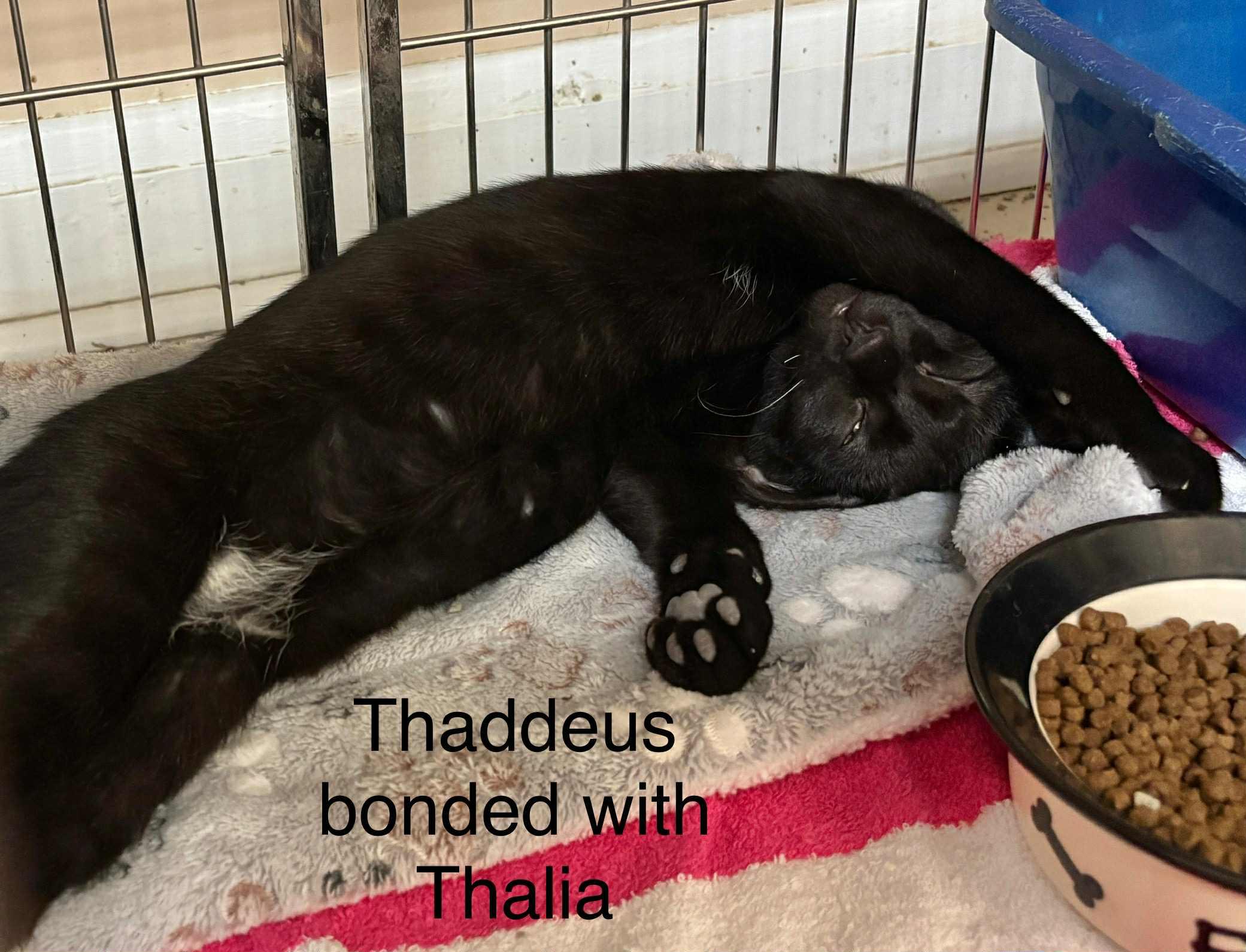 Thalia and Thaddeus Mom & son, a Adoptable Domestic Short Hair in Ellicott City, MD image 3/3