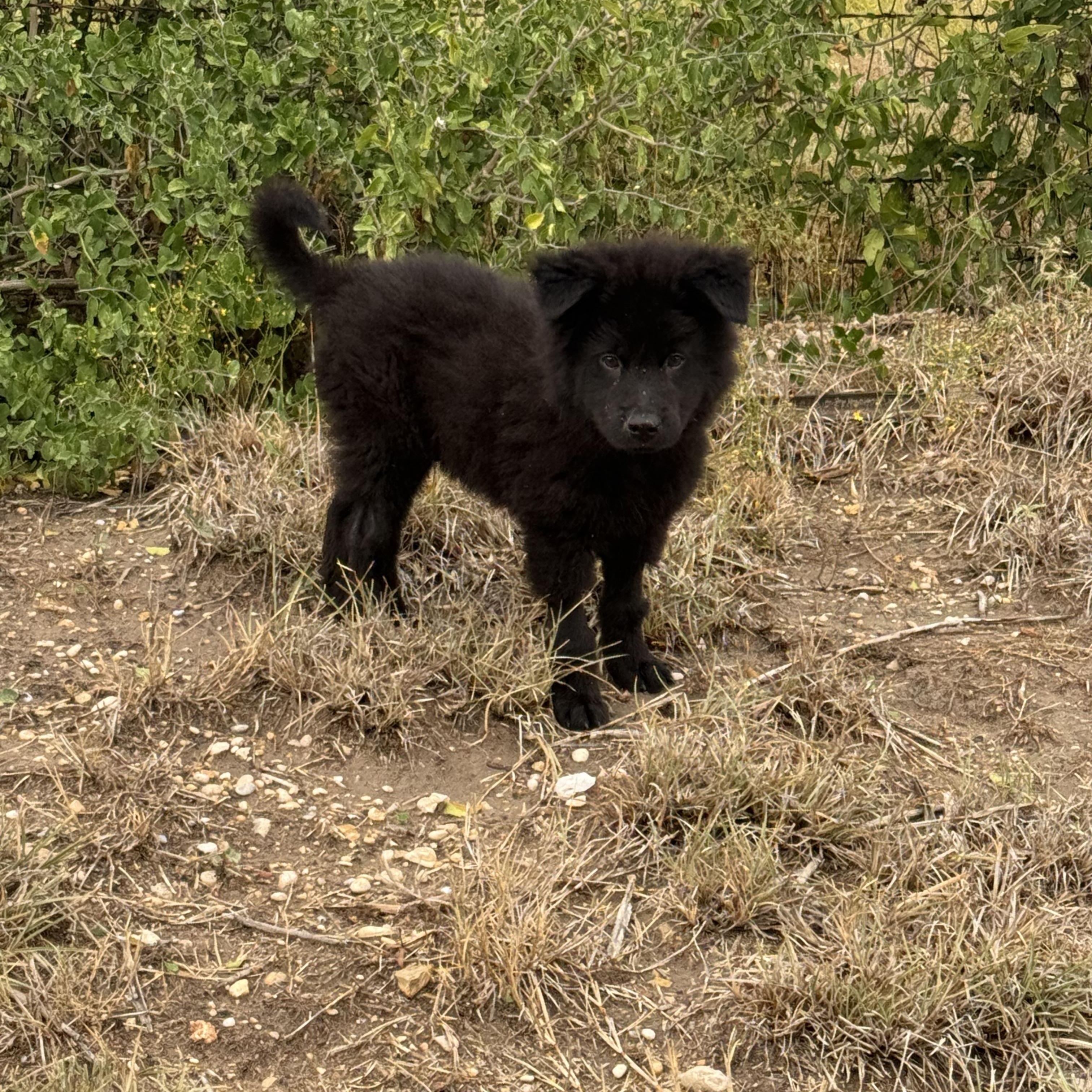 Bruin, adopted, Puppy Male Chow Chow.