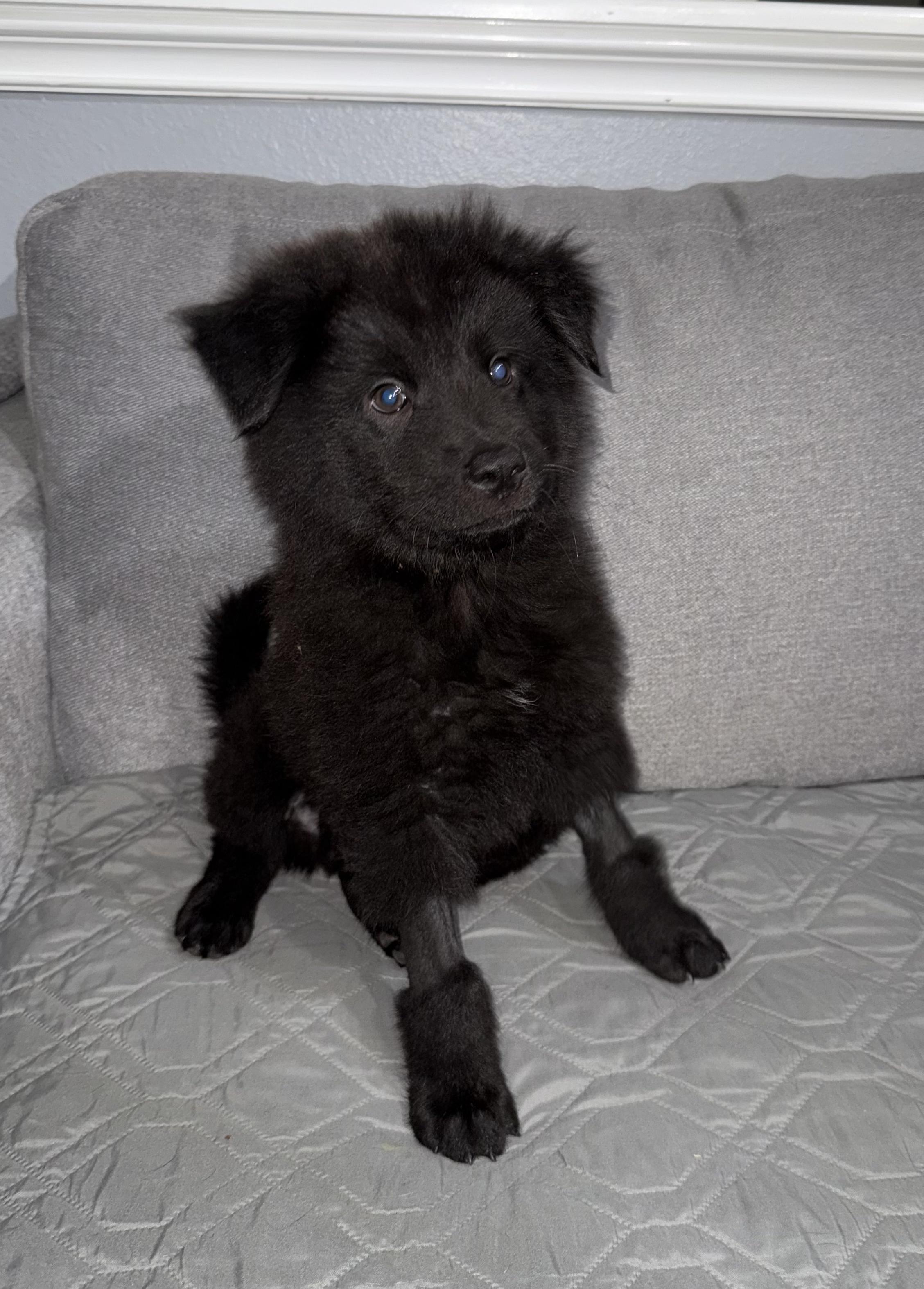 Enlarge Bruin, an adopted mixed breed in Cibolo, TX image 3/4
