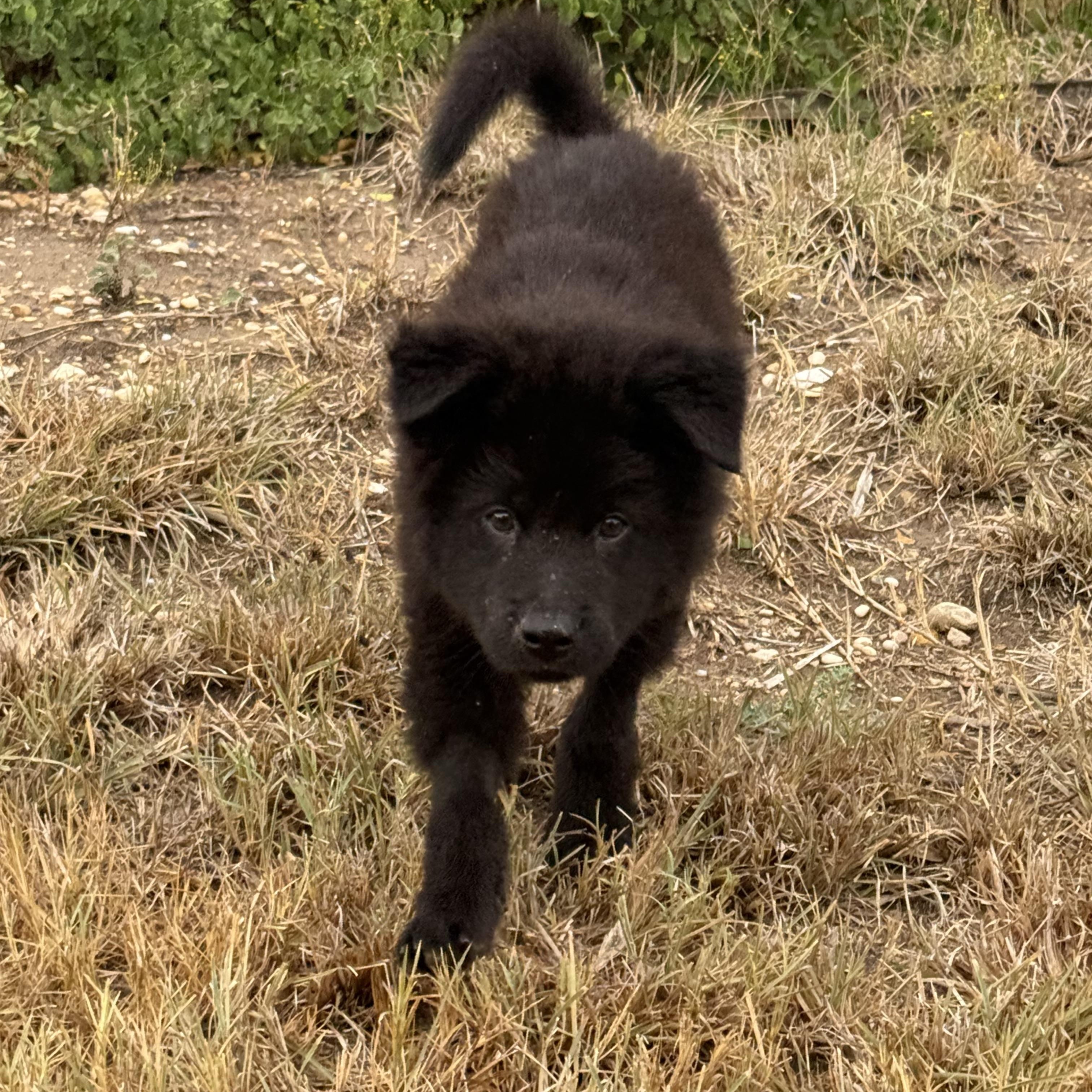 Enlarge Bruin, an adopted mixed breed in Cibolo, TX image 2/4