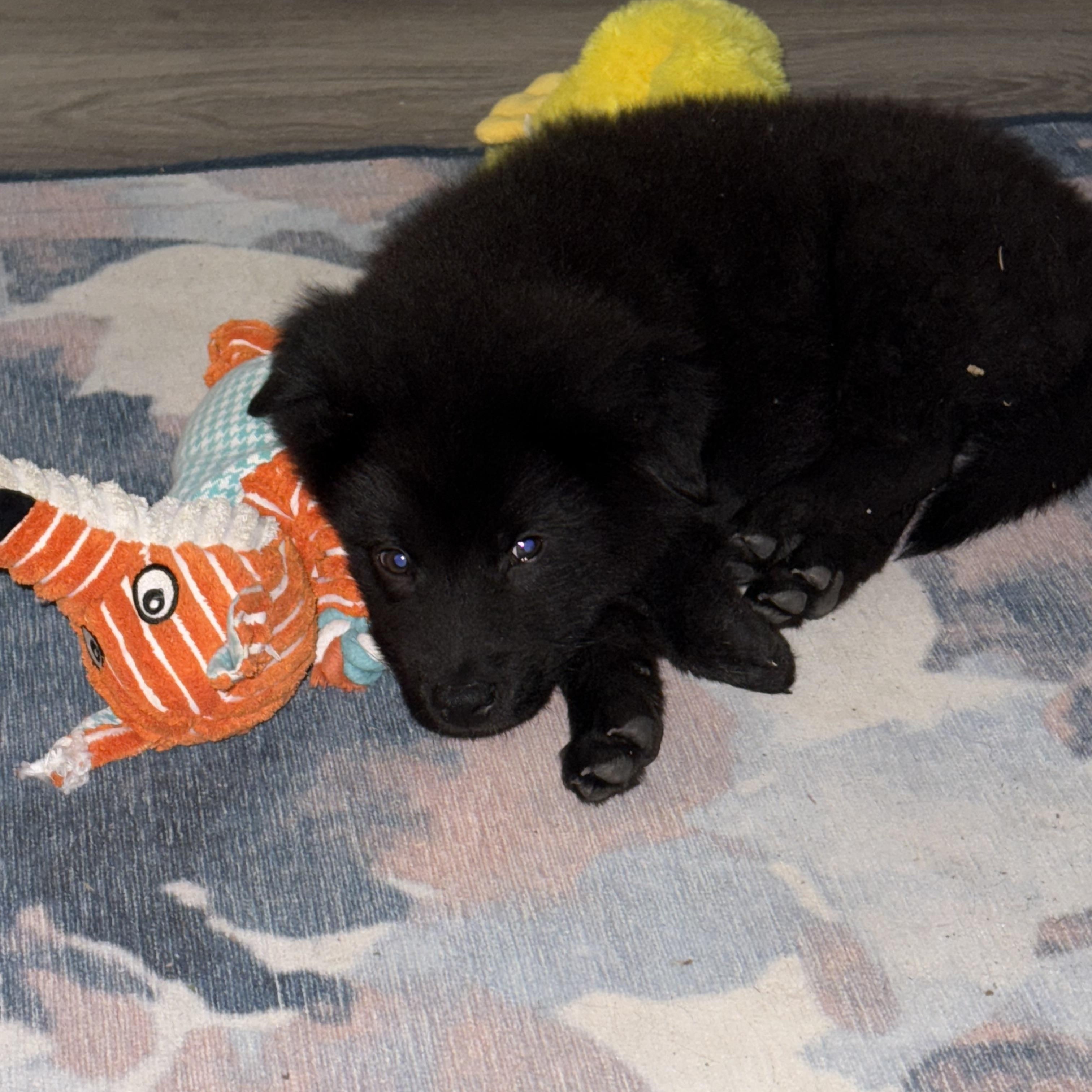 Enlarge Bruin, an adopted mixed breed in Cibolo, TX image 4/4