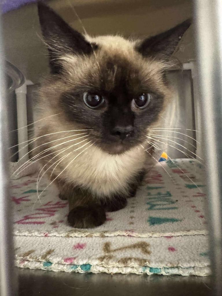 Enlarge Chai, a Adoptable Siamese in Boone, IA image 1/1
