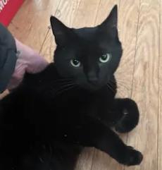 Midnight, Adoptable, Adult Female Domestic Medium Hair.