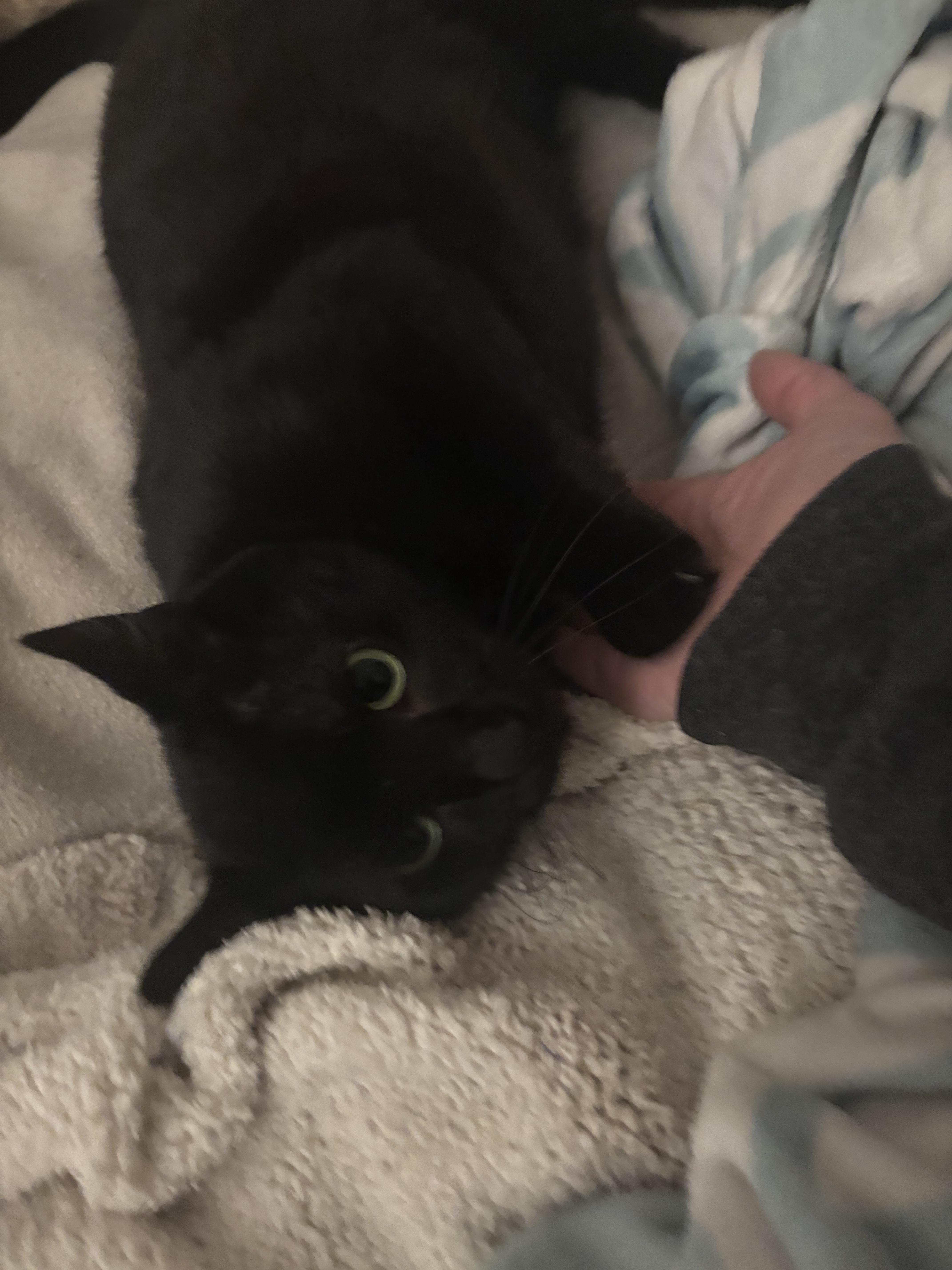 Enlarge Midnight, a Adoptable mixed breed in Troy, MI image 2/3