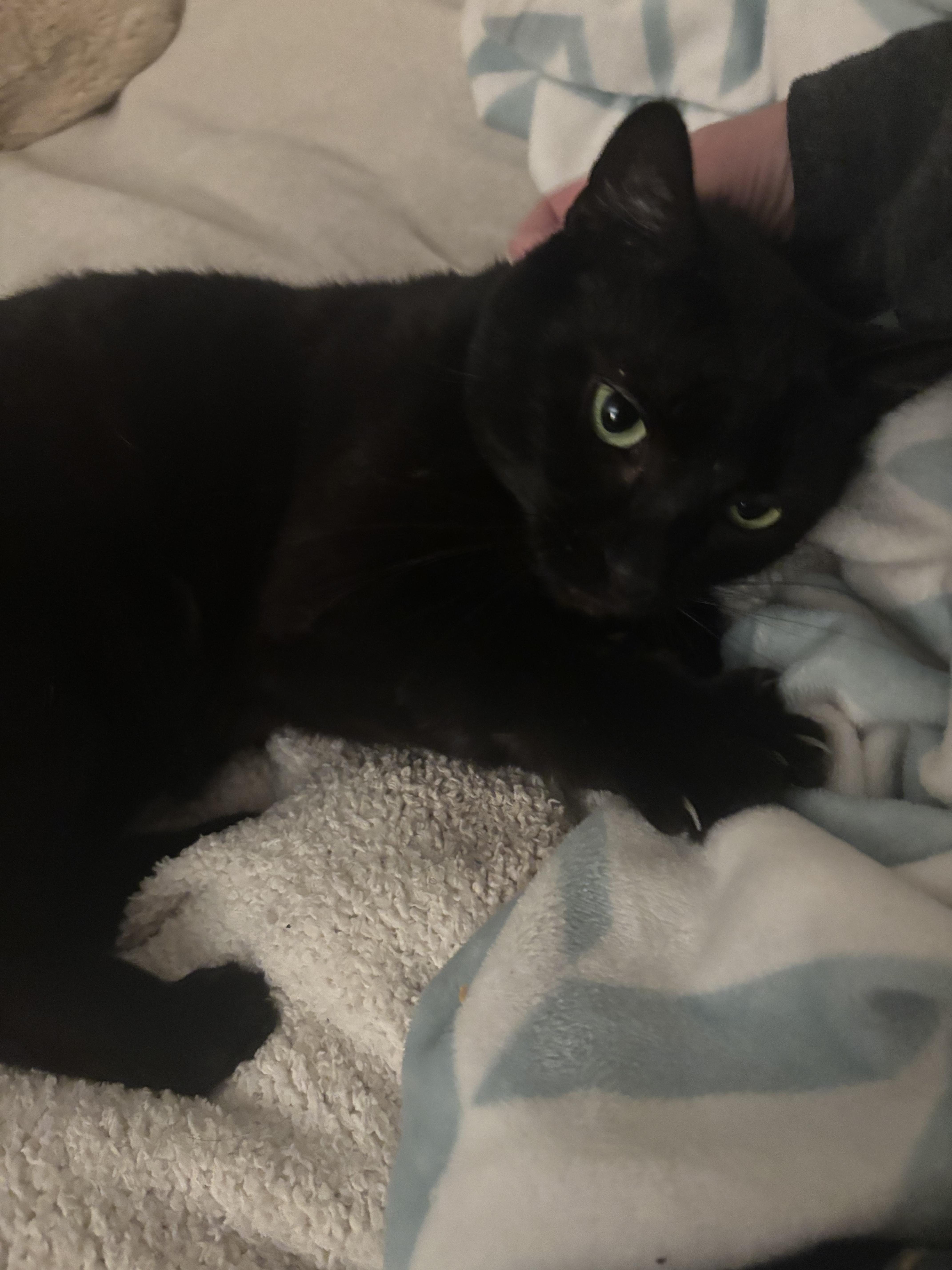 Enlarge Midnight, a Adoptable mixed breed in Troy, MI image 2/4