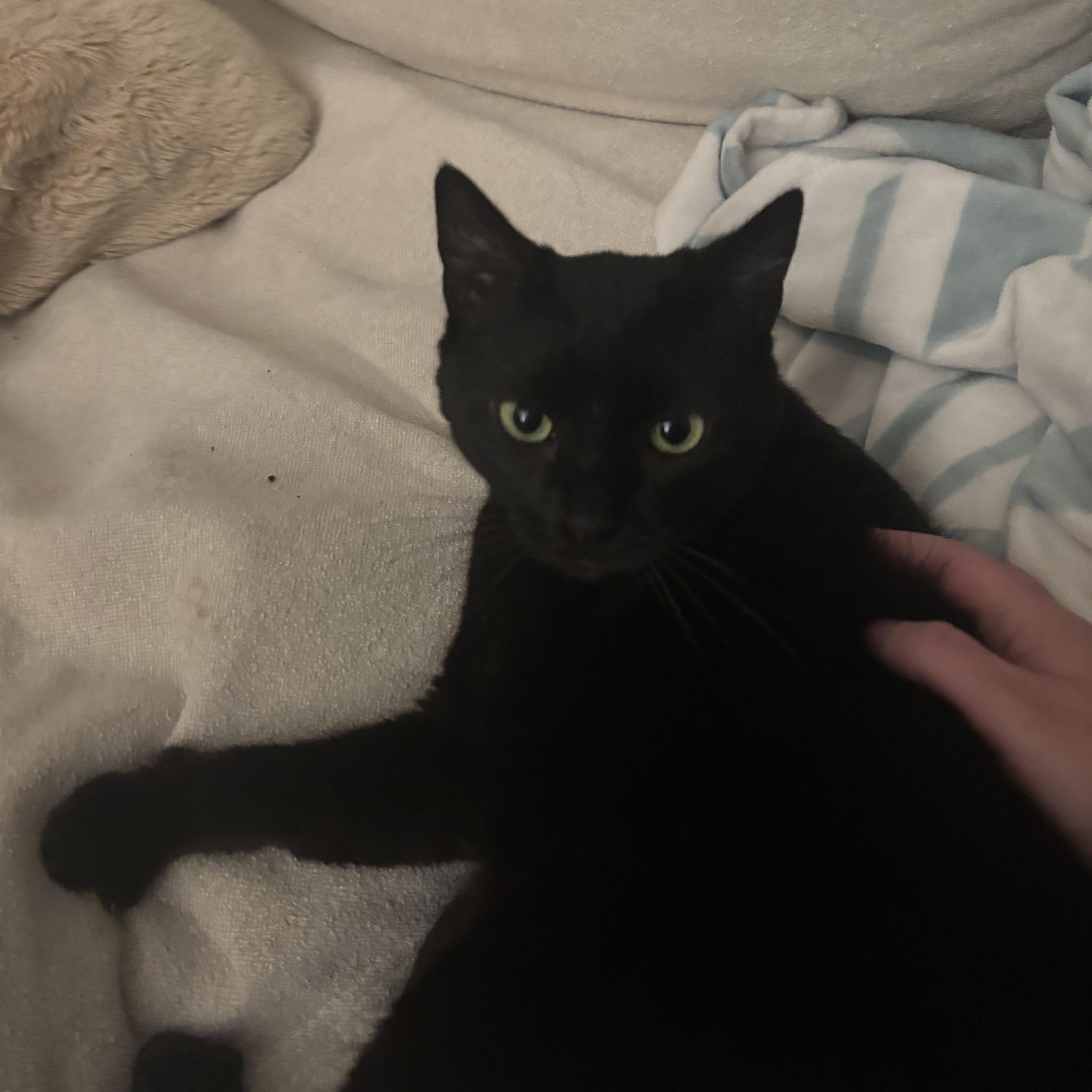 Enlarge Midnight, a Adoptable mixed breed in Troy, MI image 3/3