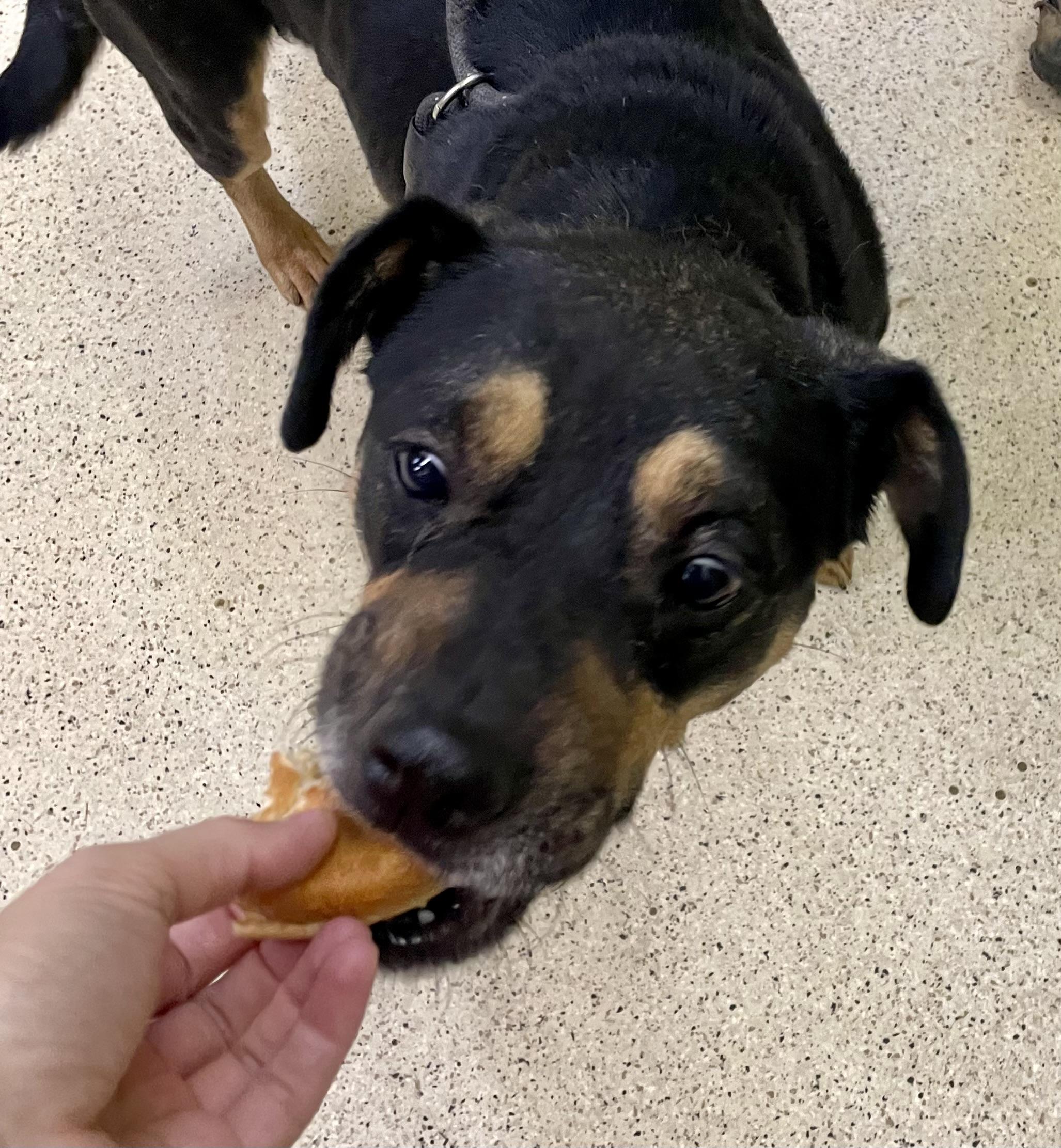 Pugsley, a Adoptable mixed breed in Muncie, IN image 2/6