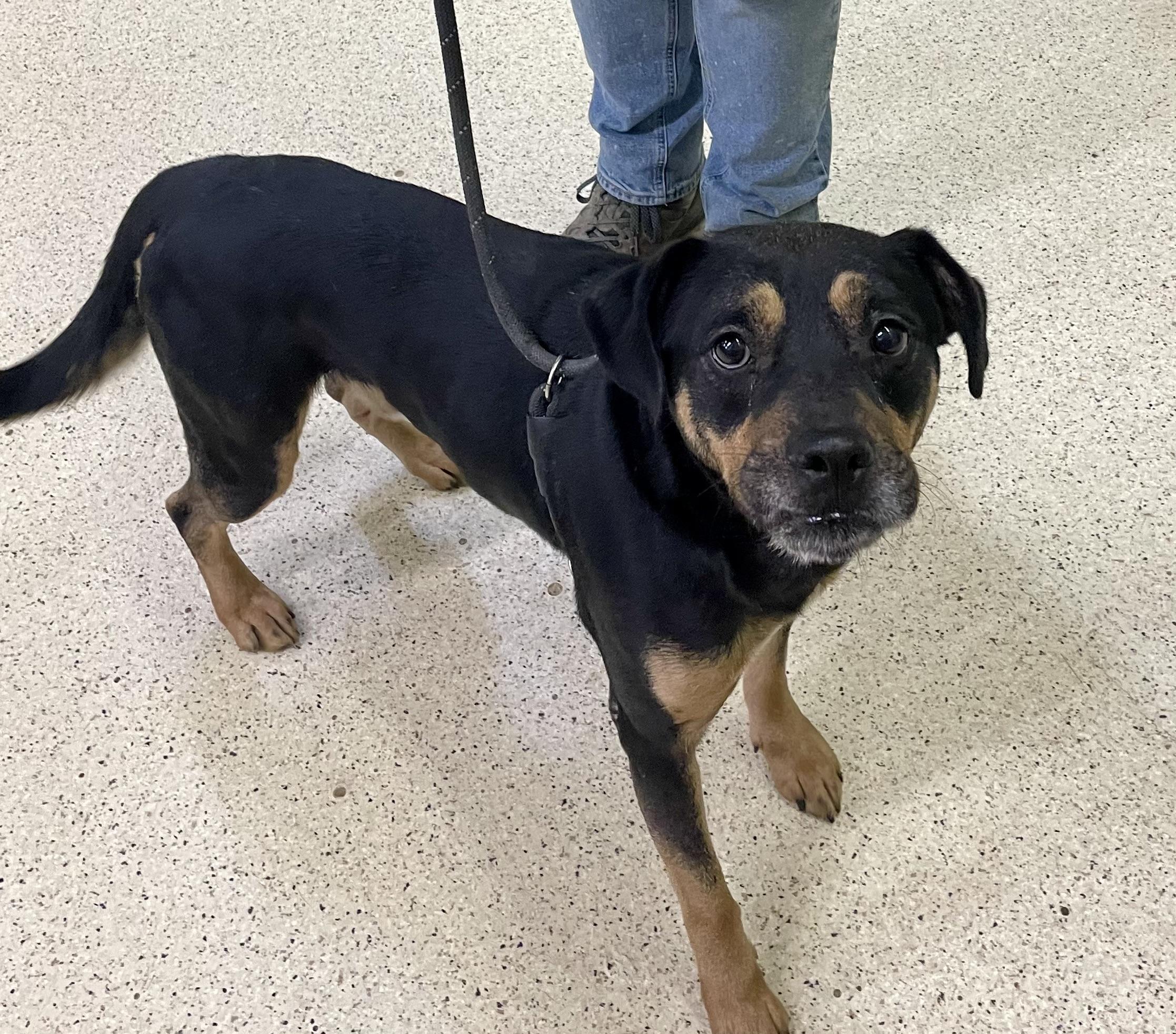 Pugsley, a Adoptable mixed breed in Muncie, IN image 3/6