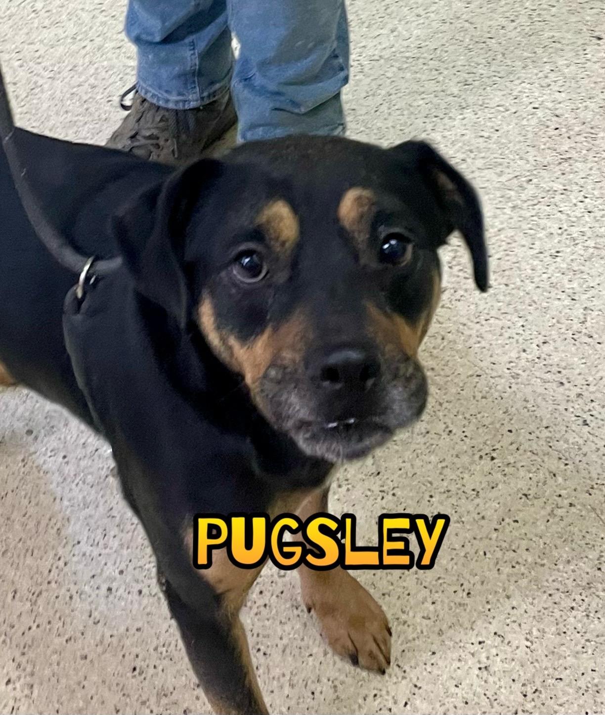 Pugsley, a Adoptable mixed breed in Muncie, IN image 1/6