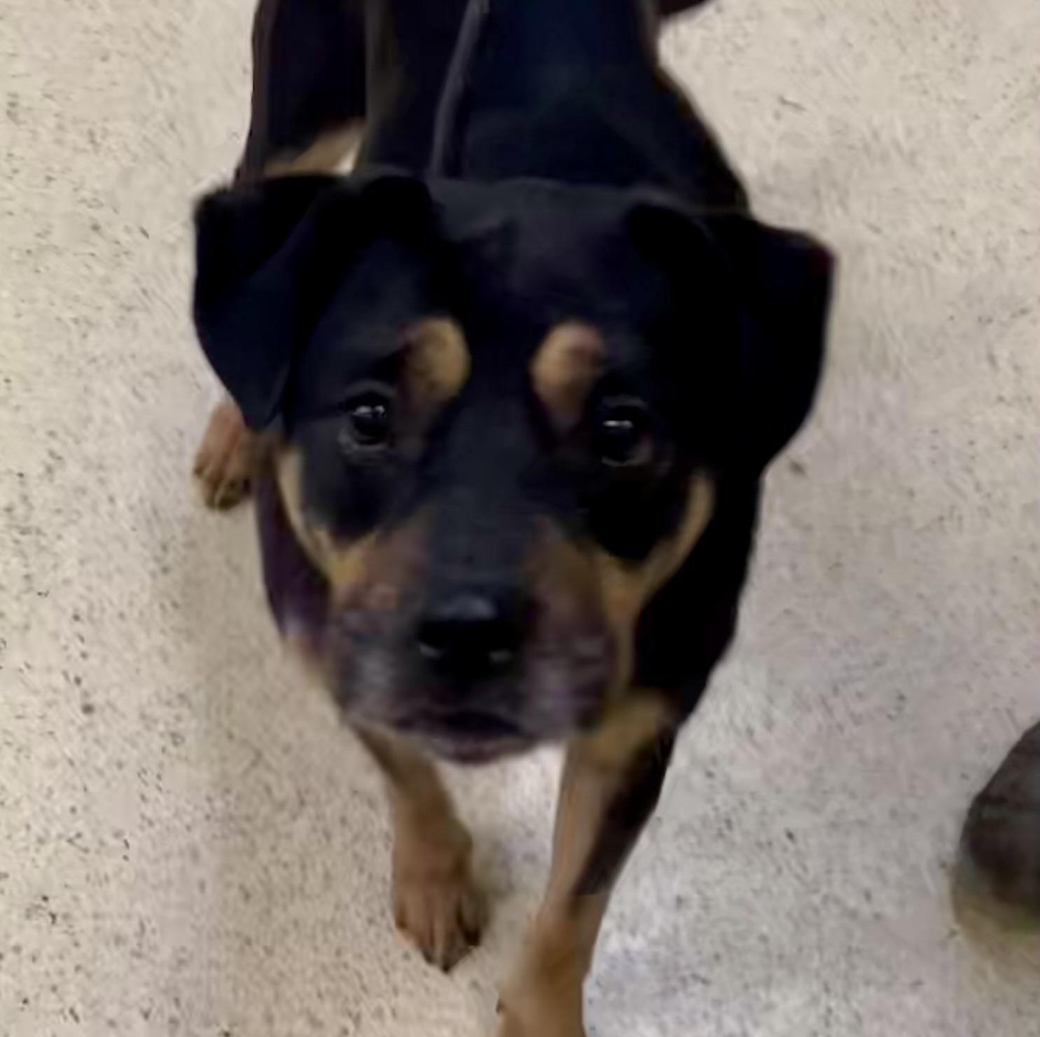 Pugsley, a Adoptable mixed breed in Muncie, IN image 4/6