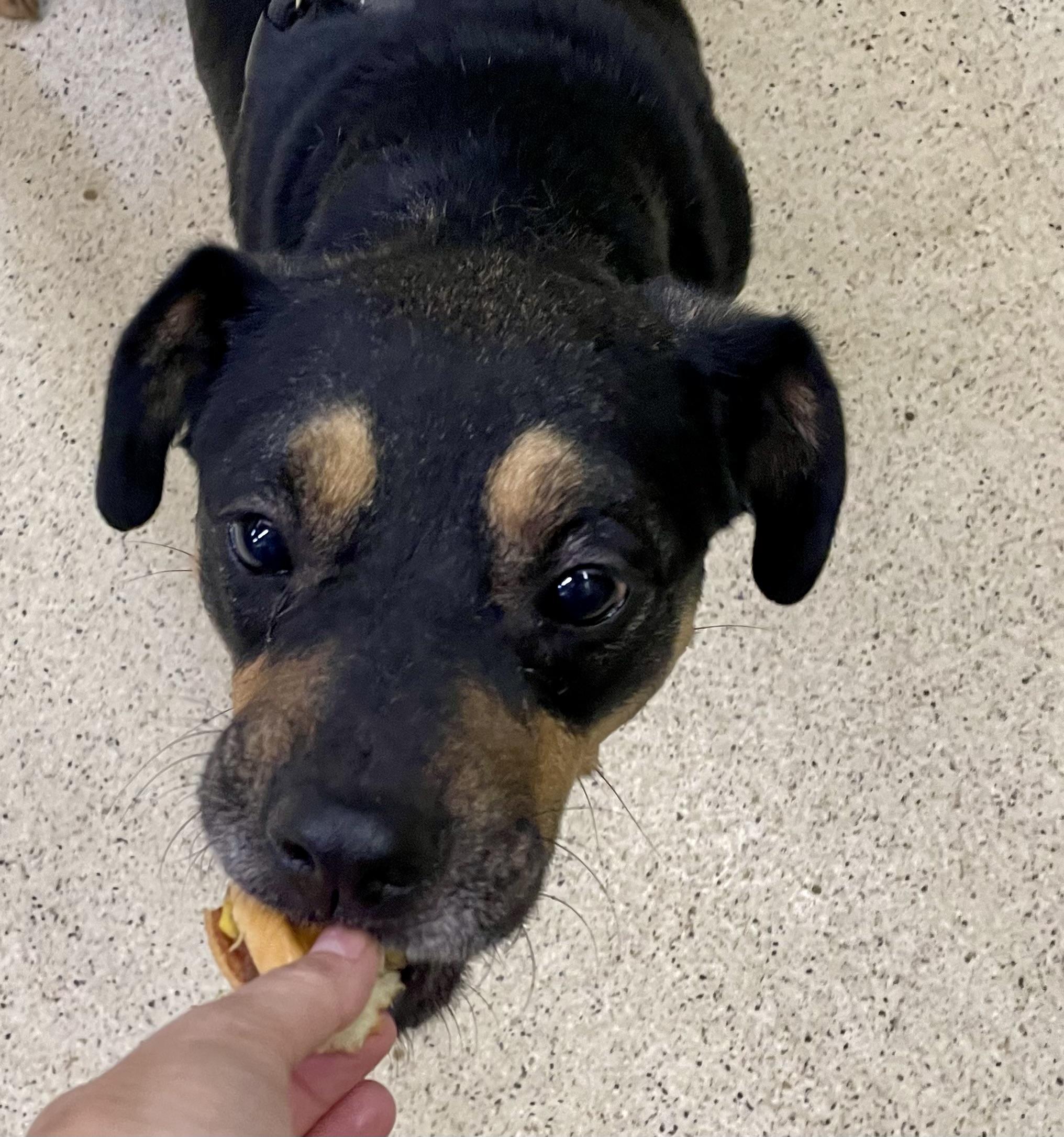 Pugsley, a Adoptable mixed breed in Muncie, IN image 6/6