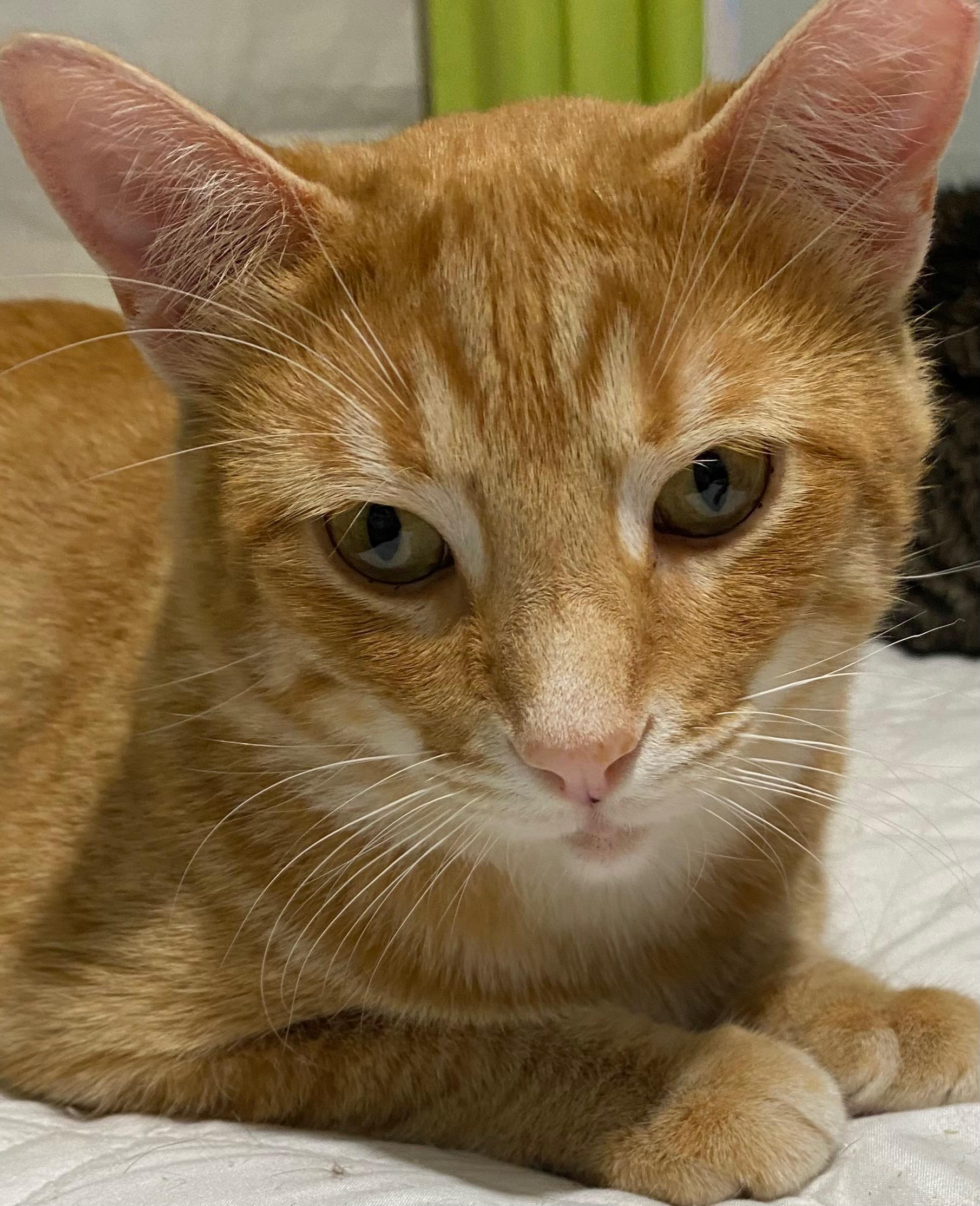 Enlarge Copper, a Adoptable Domestic Short Hair in Shelbyville, KY image 2/2