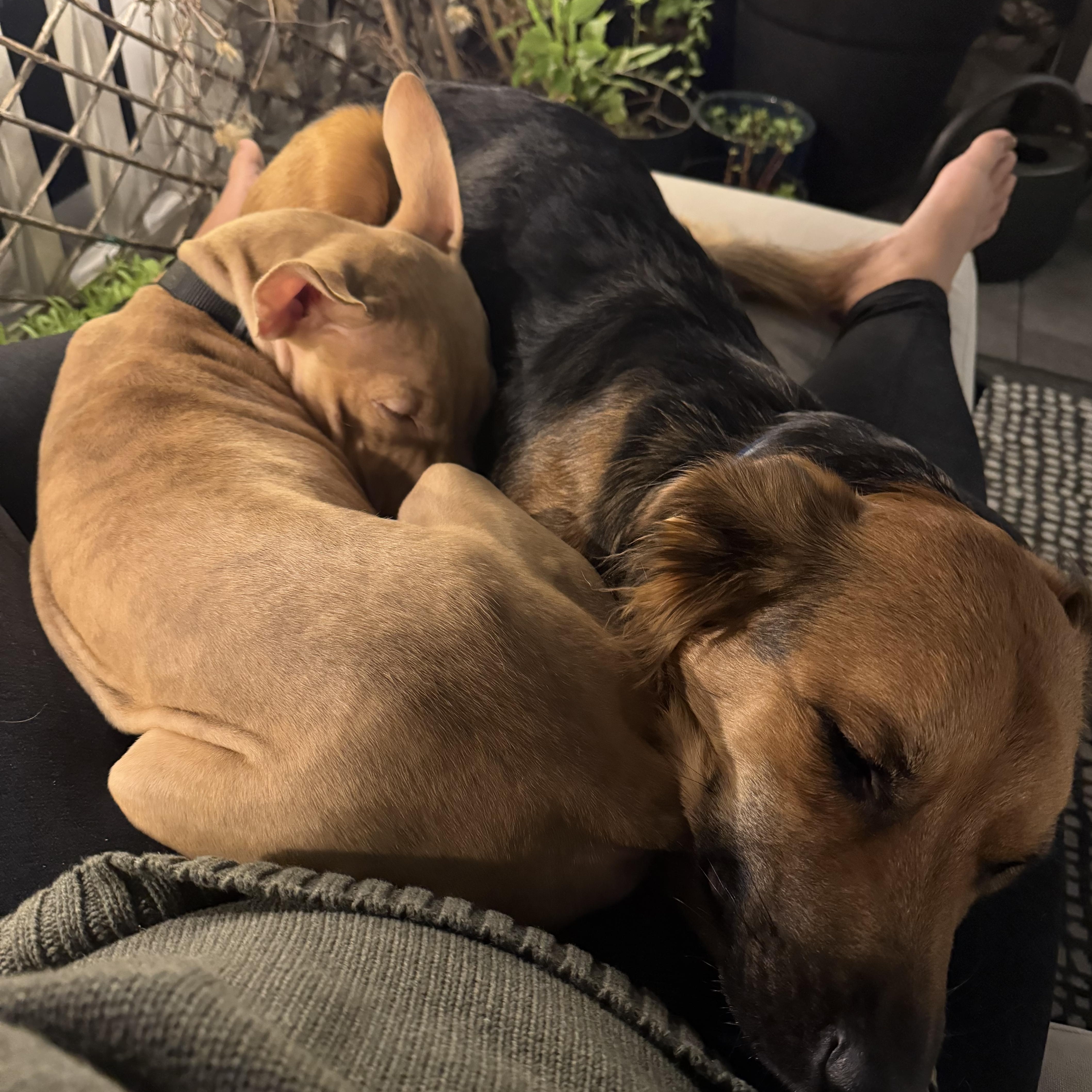 Enlarge Kilimanjaro, a ADOPTABLE Mixed Breed in Plainview, NY image 1/3