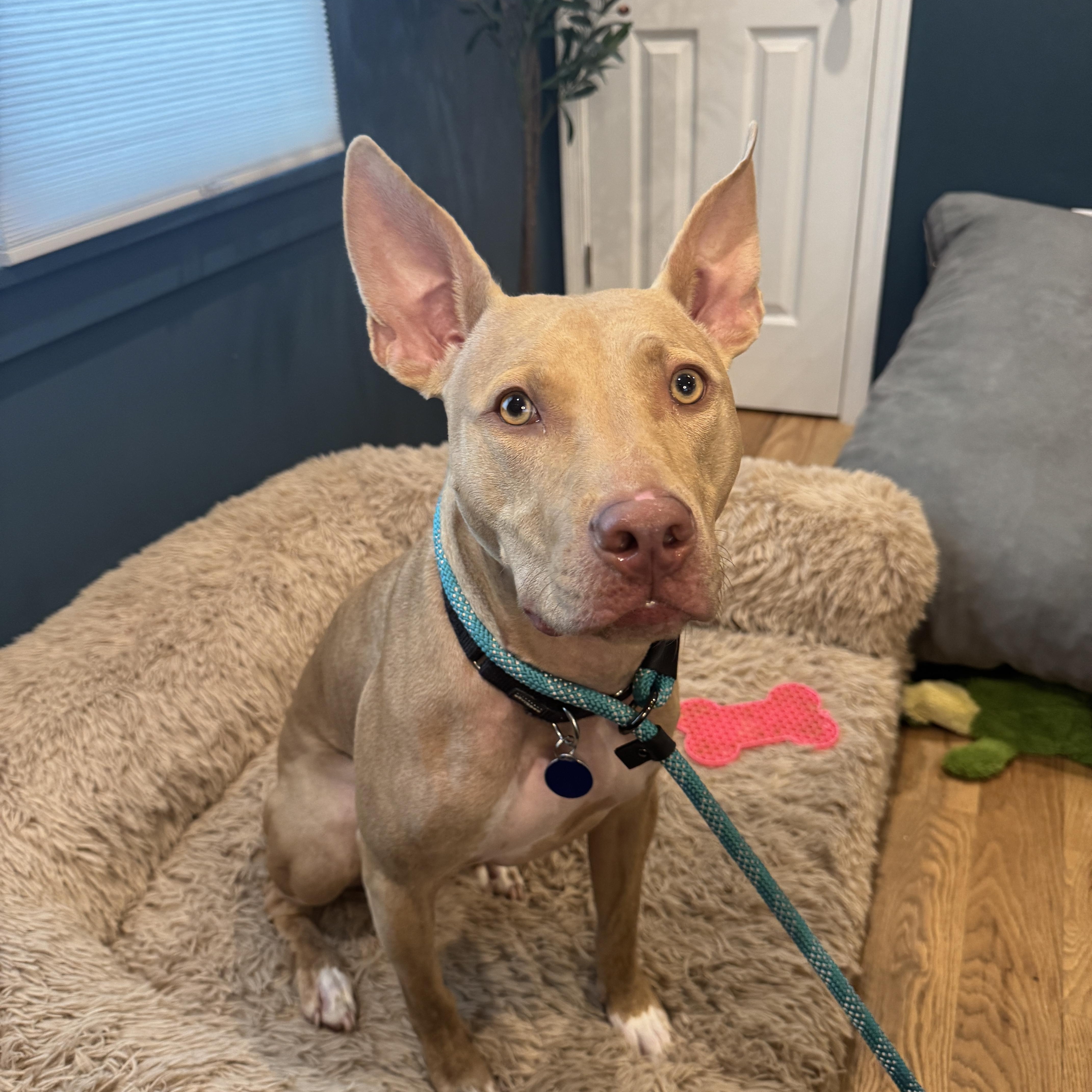 Enlarge Jaro, a Adoptable Mixed Breed in Plainview, NY image 1/4