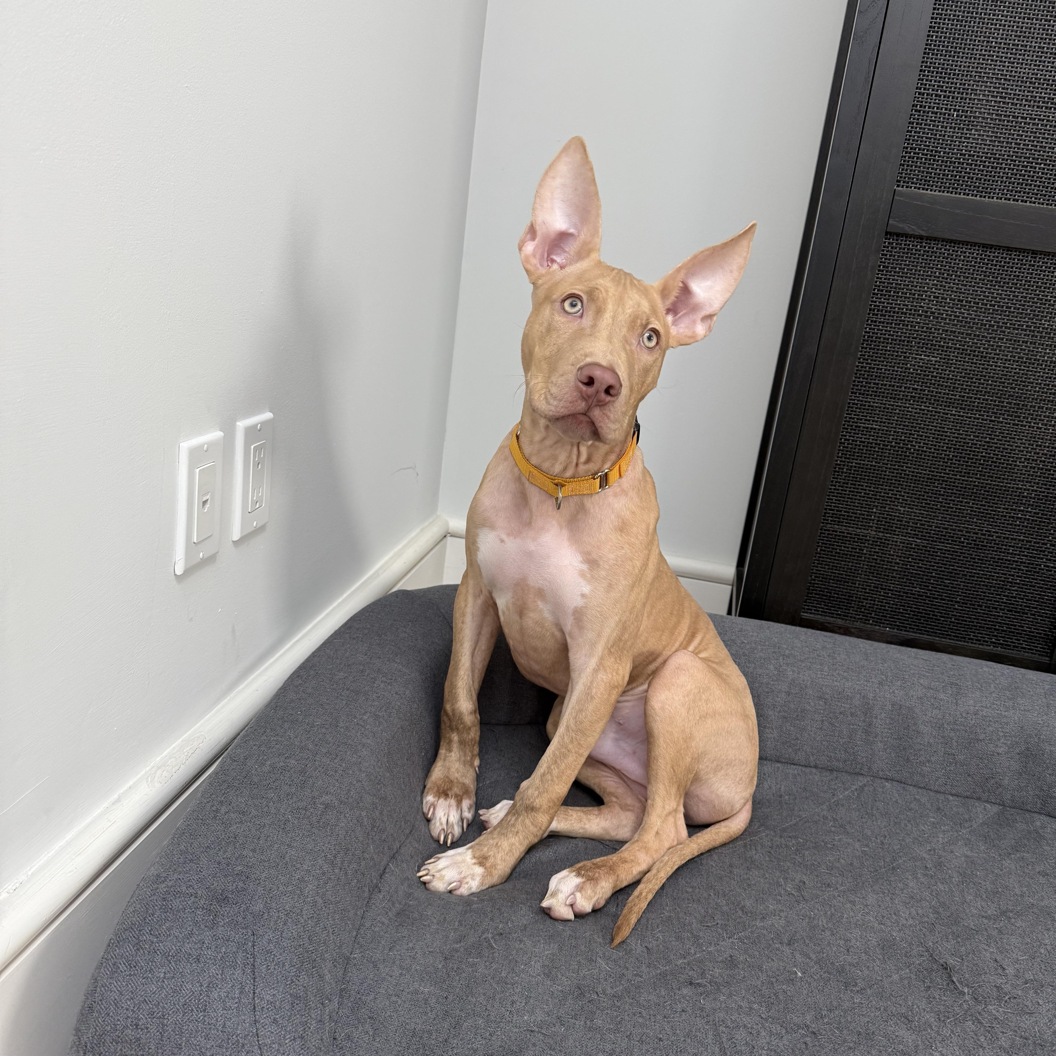 Enlarge Kilimanjaro, a ADOPTABLE Mixed Breed in Plainview, NY image 2/3