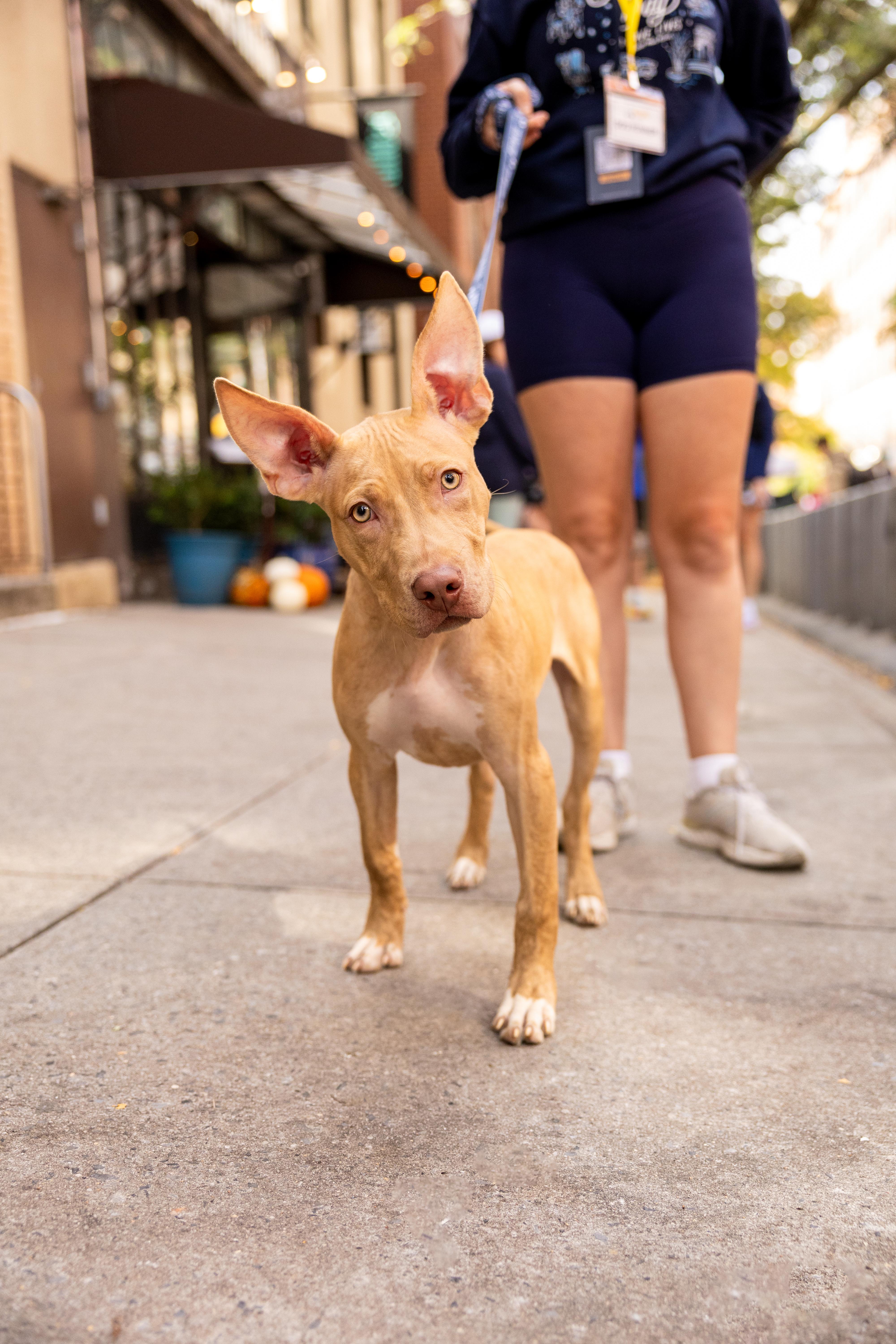 Enlarge Kilimanjaro, a ADOPTABLE Mixed Breed in Plainview, NY image 3/3