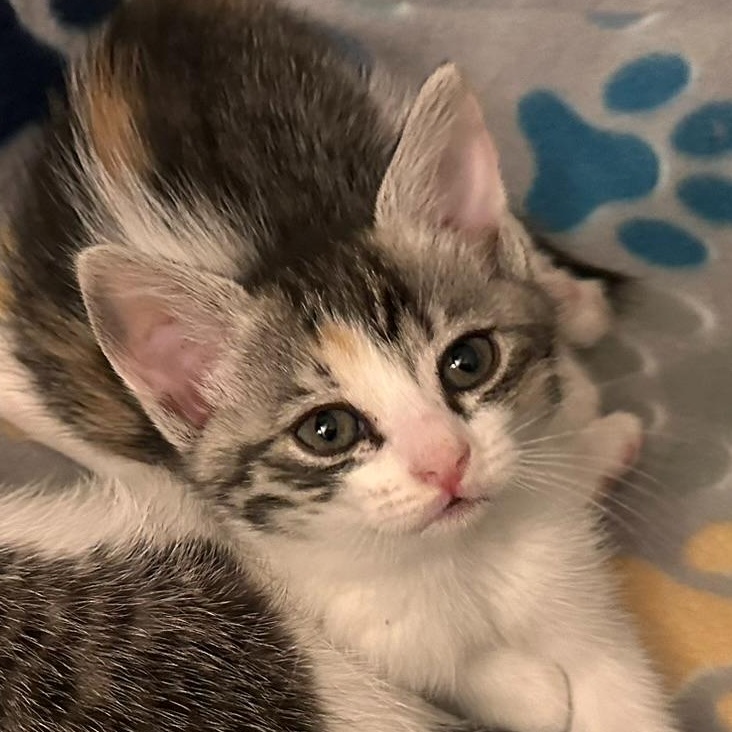 Cashew, adopted, Kitten Female Torbie & Calico.