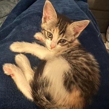 Cashew, an adopted mixed breed in Sacramento, CA image 4/5