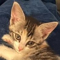 Cashew, an adopted mixed breed in Sacramento, CA image 2/5